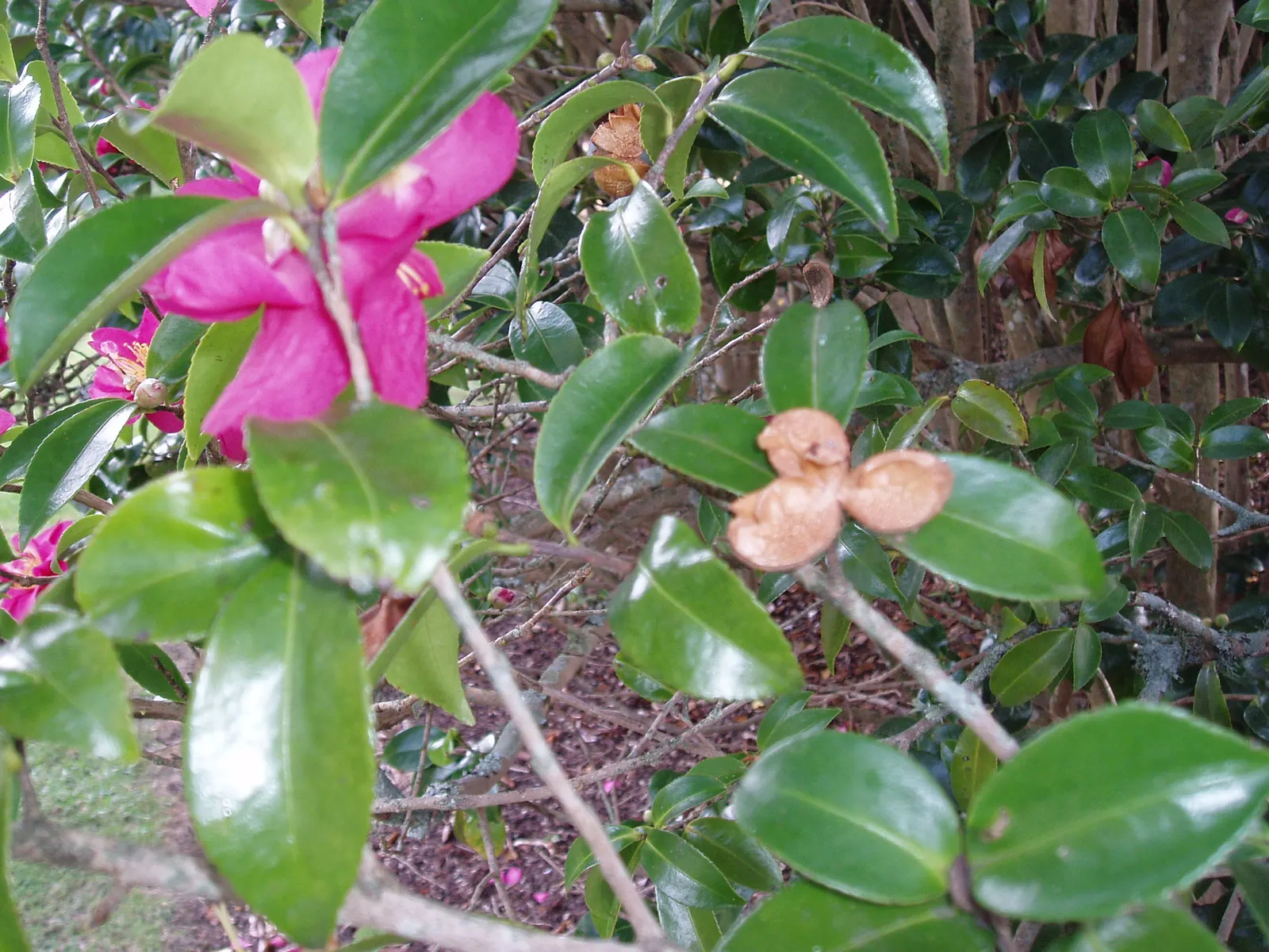 Kanjiro Camellia (Camellia Sasanqua 'Kanjiro') — cerise-pink flowers with a golden stamen heart