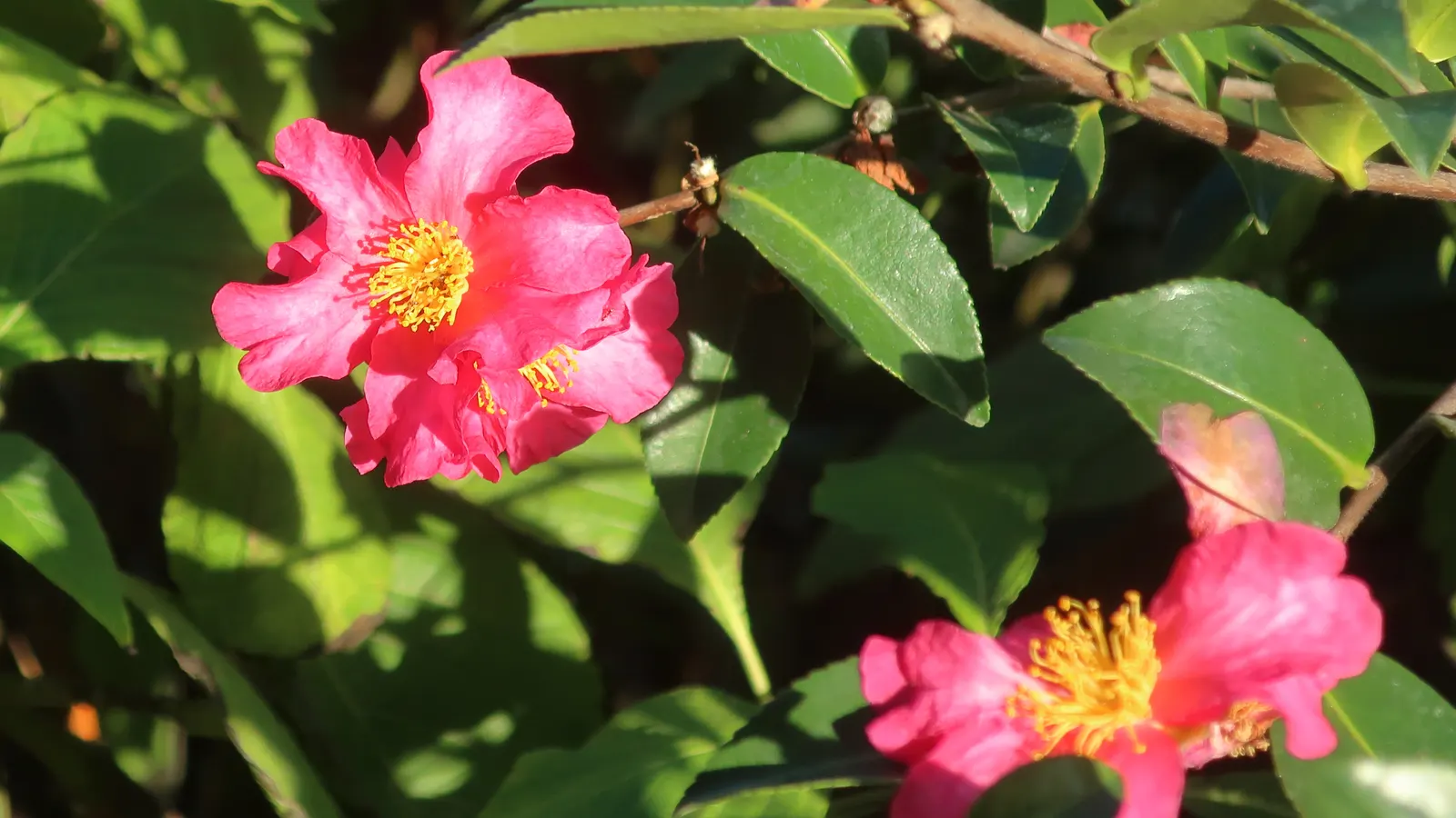 Kanjiro Camellia (Camellia Sasanqua 'Kanjiro') — scientifically named Camellia sasanqua 'Kanjiro'