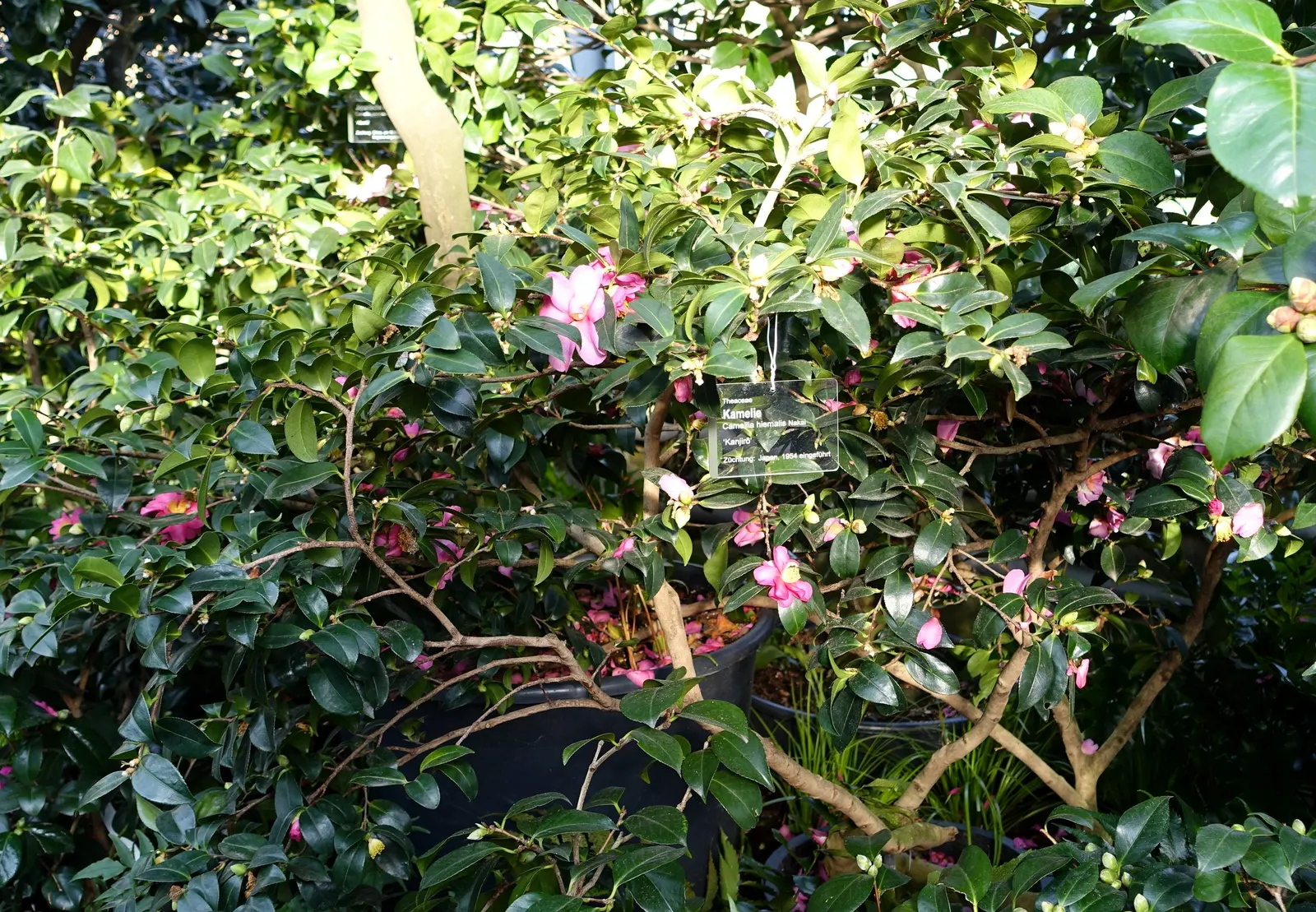Kanjiro Camellia (Camellia Sasanqua 'Kanjiro') — These blossoms present a radiant contrast against the glossy