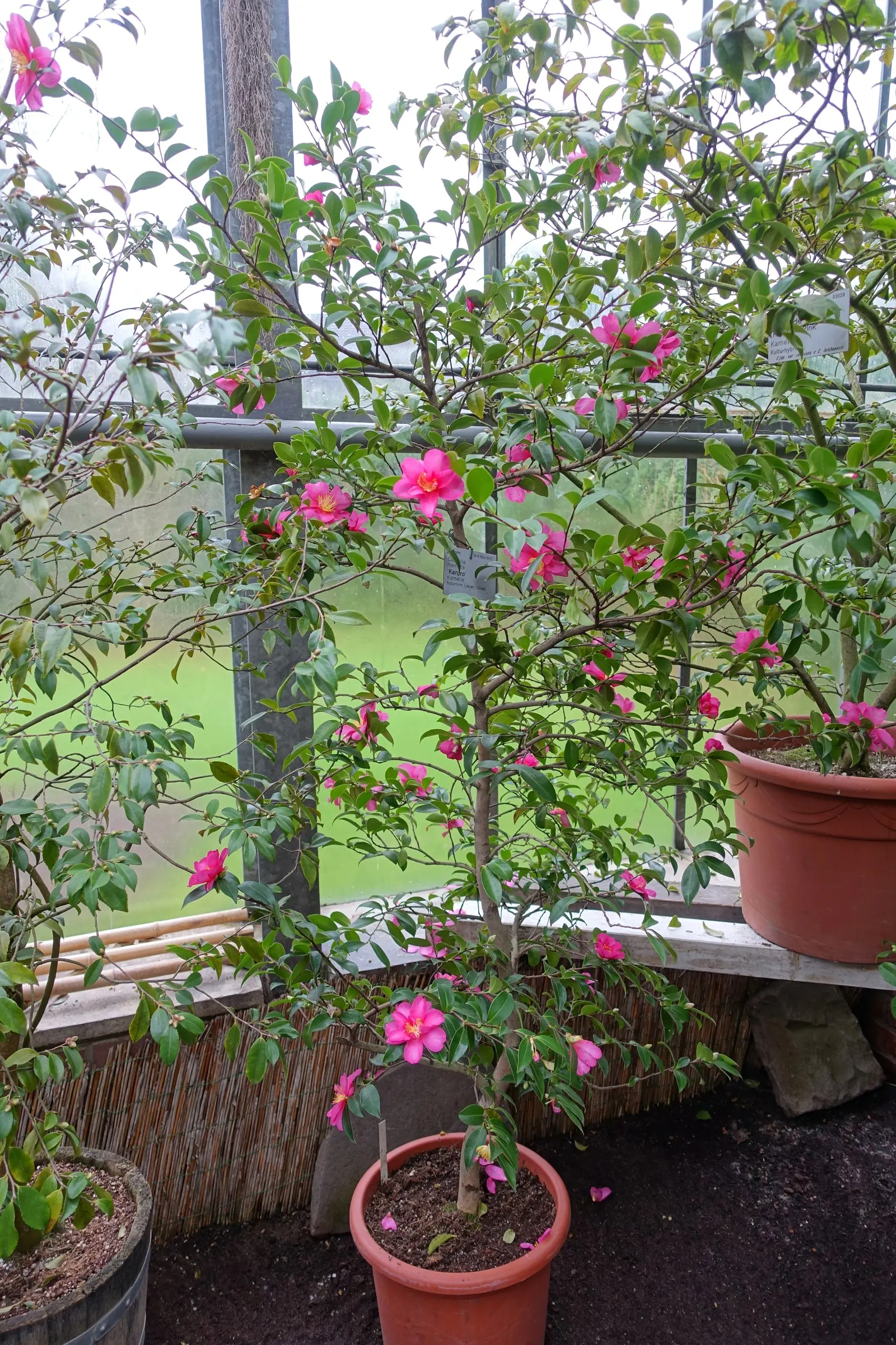 Kanjiro Camellia (Camellia Sasanqua 'Kanjiro') — is a captivating evergreen shrub that offers a graceful touch to any landscape design