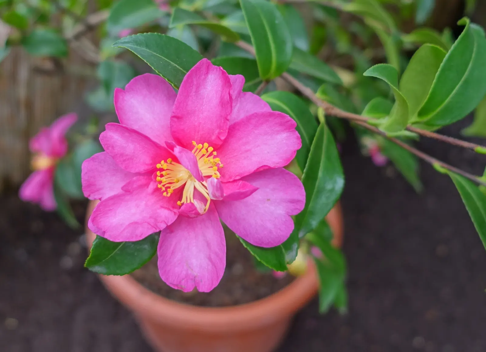 Kanjiro Camellia (Camellia Sasanqua 'Kanjiro') — the Kanjiro blooms in a stunning array of pink hues with a highlight of bright yellow stamens at their center