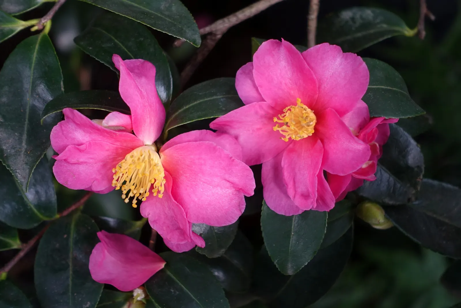 Kanjiro Camellia (Camellia Sasanqua 'Kanjiro') — which can reach up to 3 to 4 inches in length.<br><br>Typically