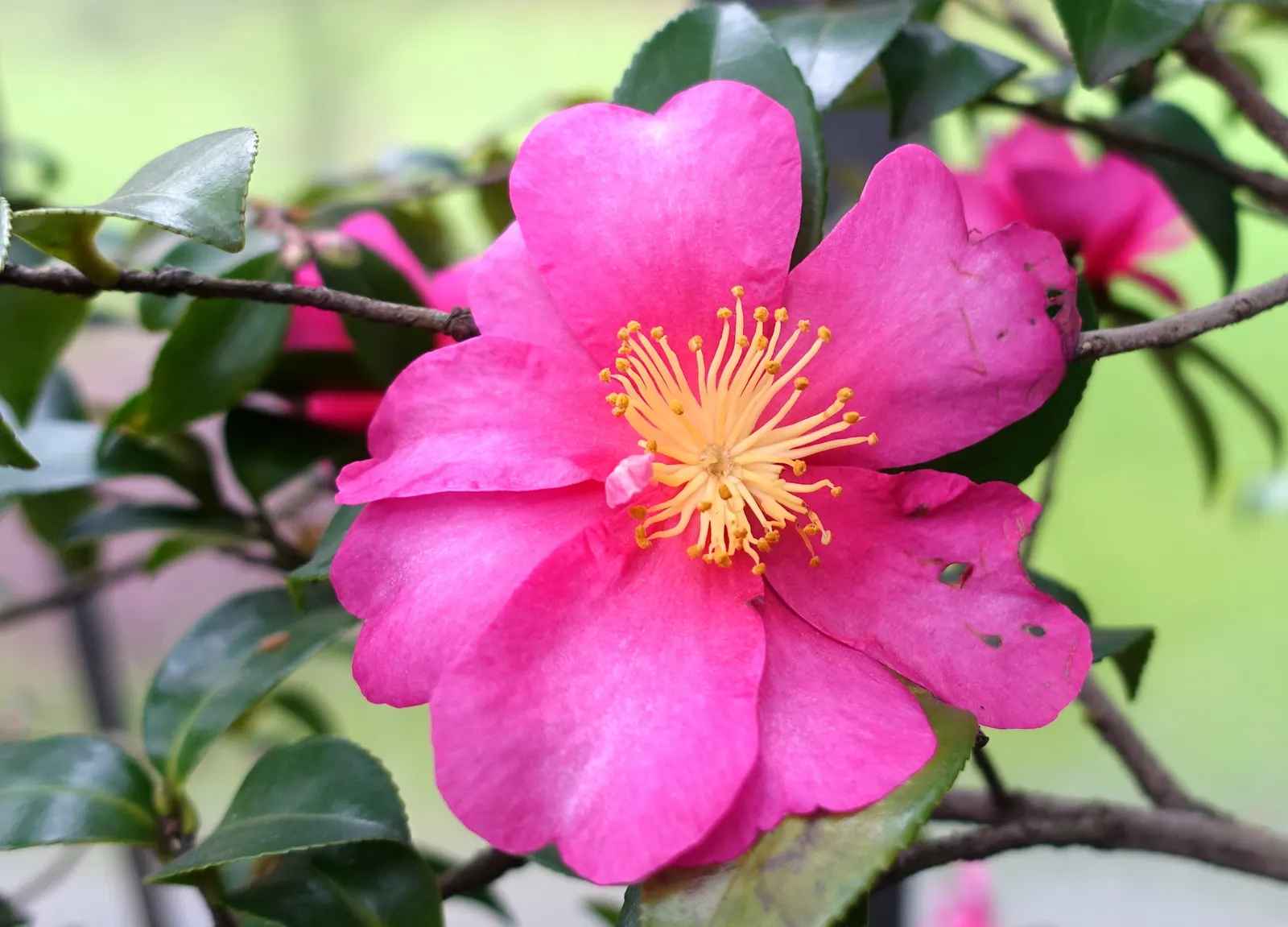 Kanjiro Camellia (Camellia Sasanqua 'Kanjiro') — this variety will reach a mature height of 6 to 12 feet