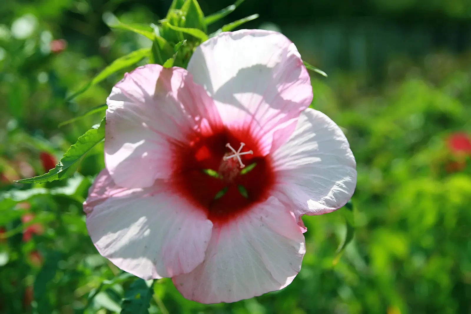 Swamp Rose Mallow (Hibiscus Moscheutos) — which showcase vivid shades of pink; this native of North American wetlands is ideal for incorporating, image 91