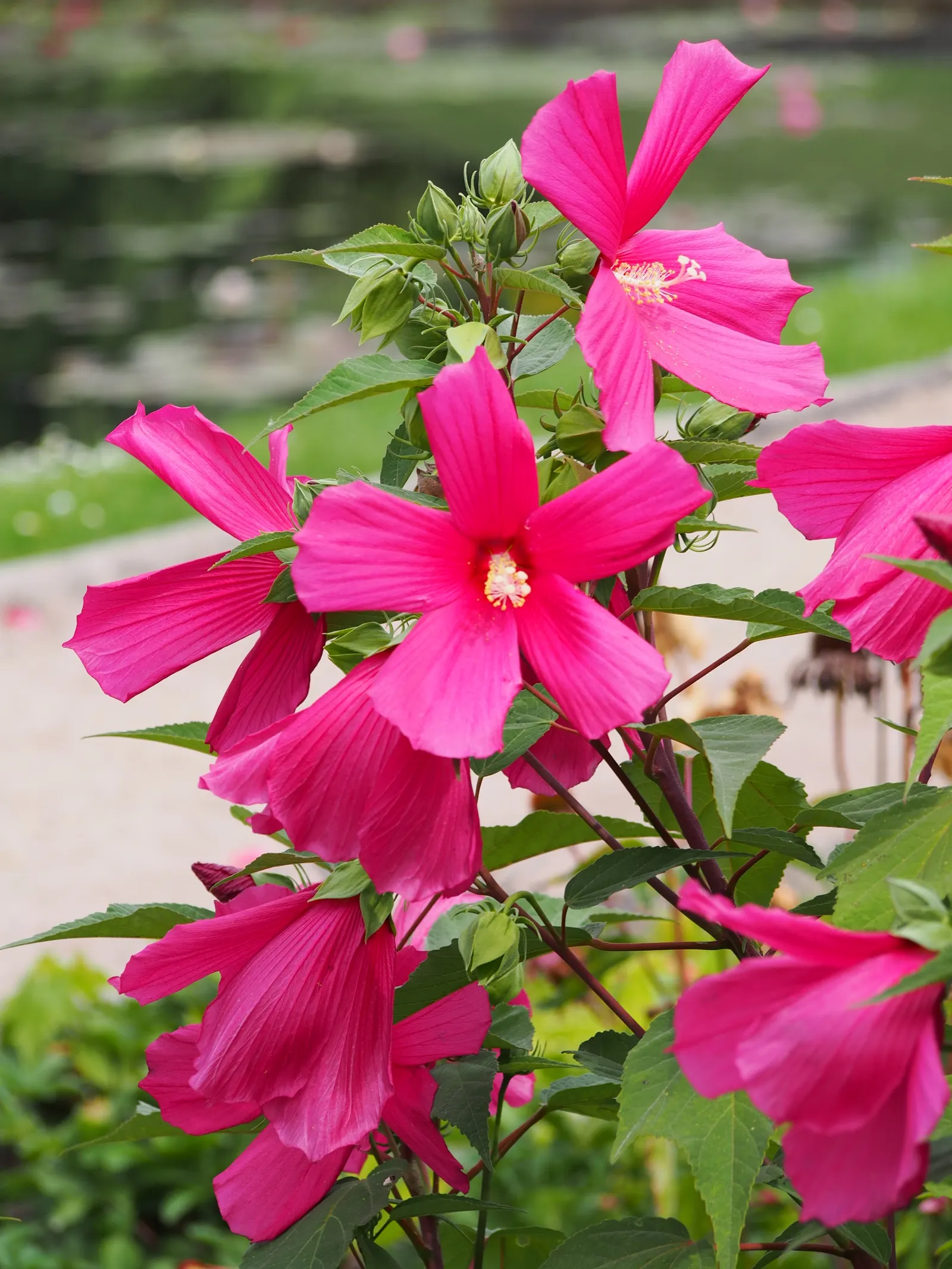 Swamp Rose Mallow (Hibiscus Moscheutos) — Its 6 to 8-inch disk-shaped flowers; showy blooms up to 7 inches across, image 90