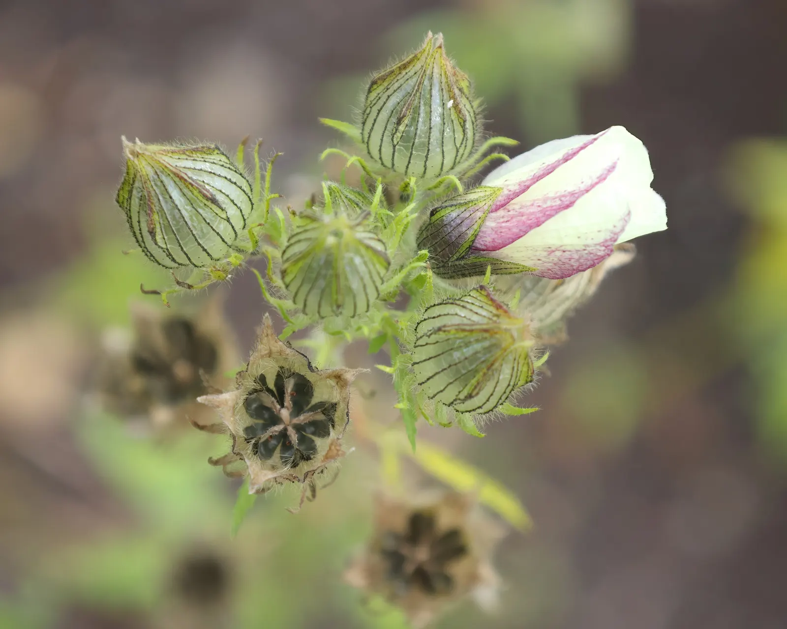 Swamp Rose Mallow (Hibiscus Moscheutos) — Pruning can be implemented to promote bushiness and remove dead stems; although it does best in slightly acidic to