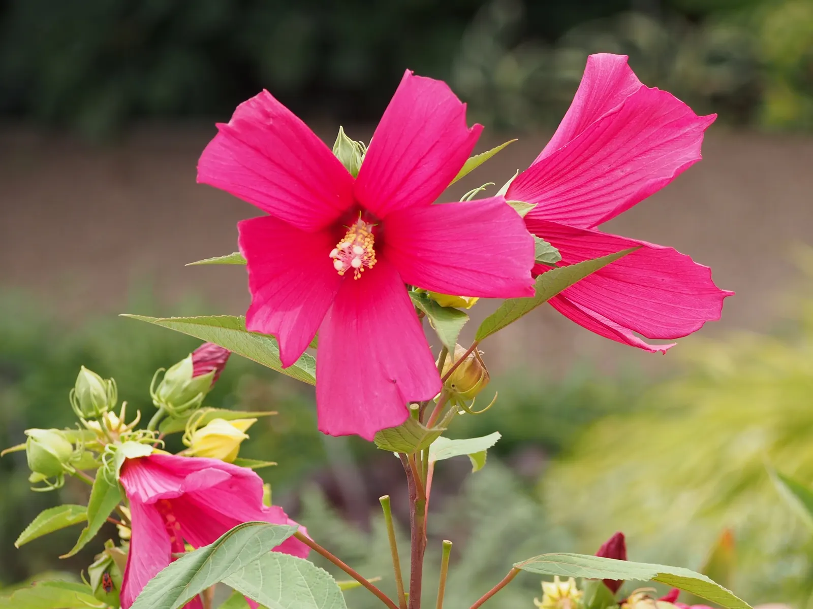 Swamp Rose Mallow (Hibiscus Moscheutos) — Preferring wet environments; with a height of 4-7 feet and a spread of 2-4 feet, image 58