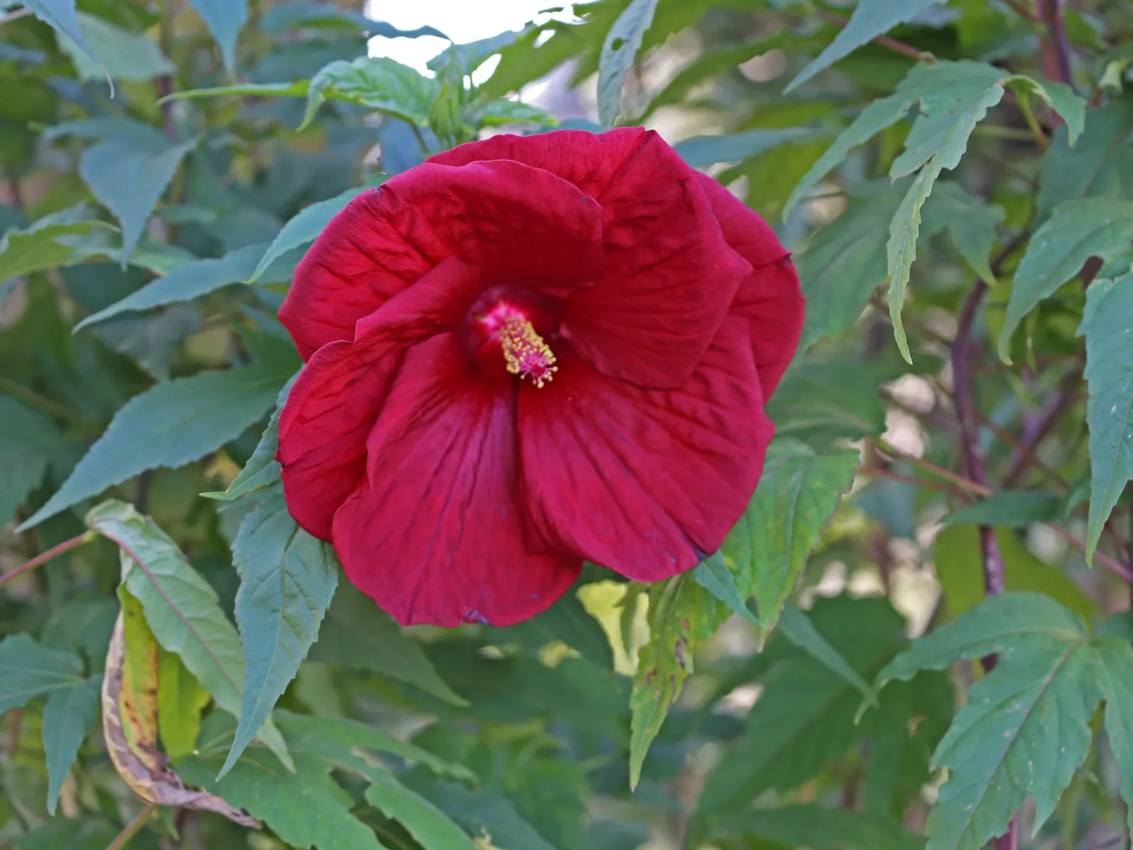 Swamp Rose Mallow (Hibiscus Moscheutos) — including butterflies and hummingbirds; along with regular watering to maintain damp soil conditions, image 71
