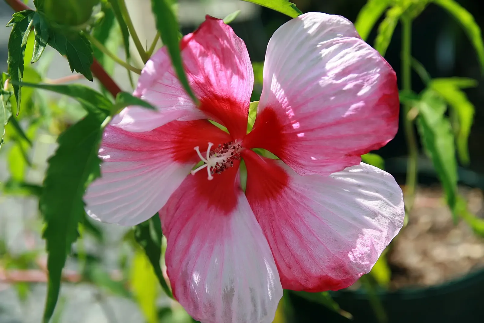 Swamp Rose Mallow (Hibiscus Moscheutos) — this native beauty thrives in full sun to partial shade and prefers moist