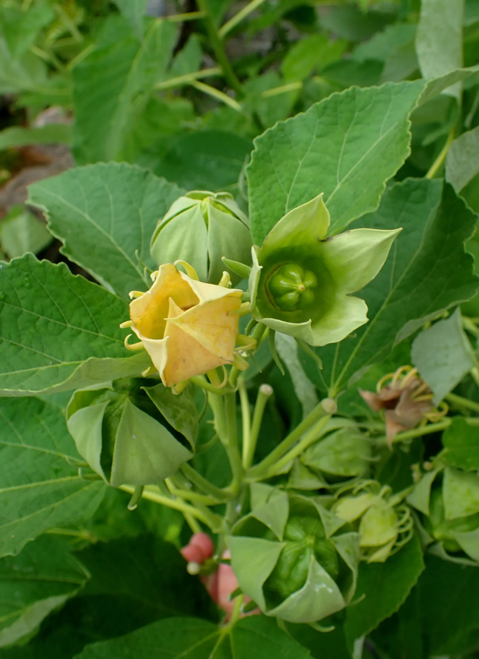 Swamp Rose Mallow (Hibiscus Moscheutos) — perennial with red and white and yellow blooms; its 6 to 8-inch disk-shaped flowers