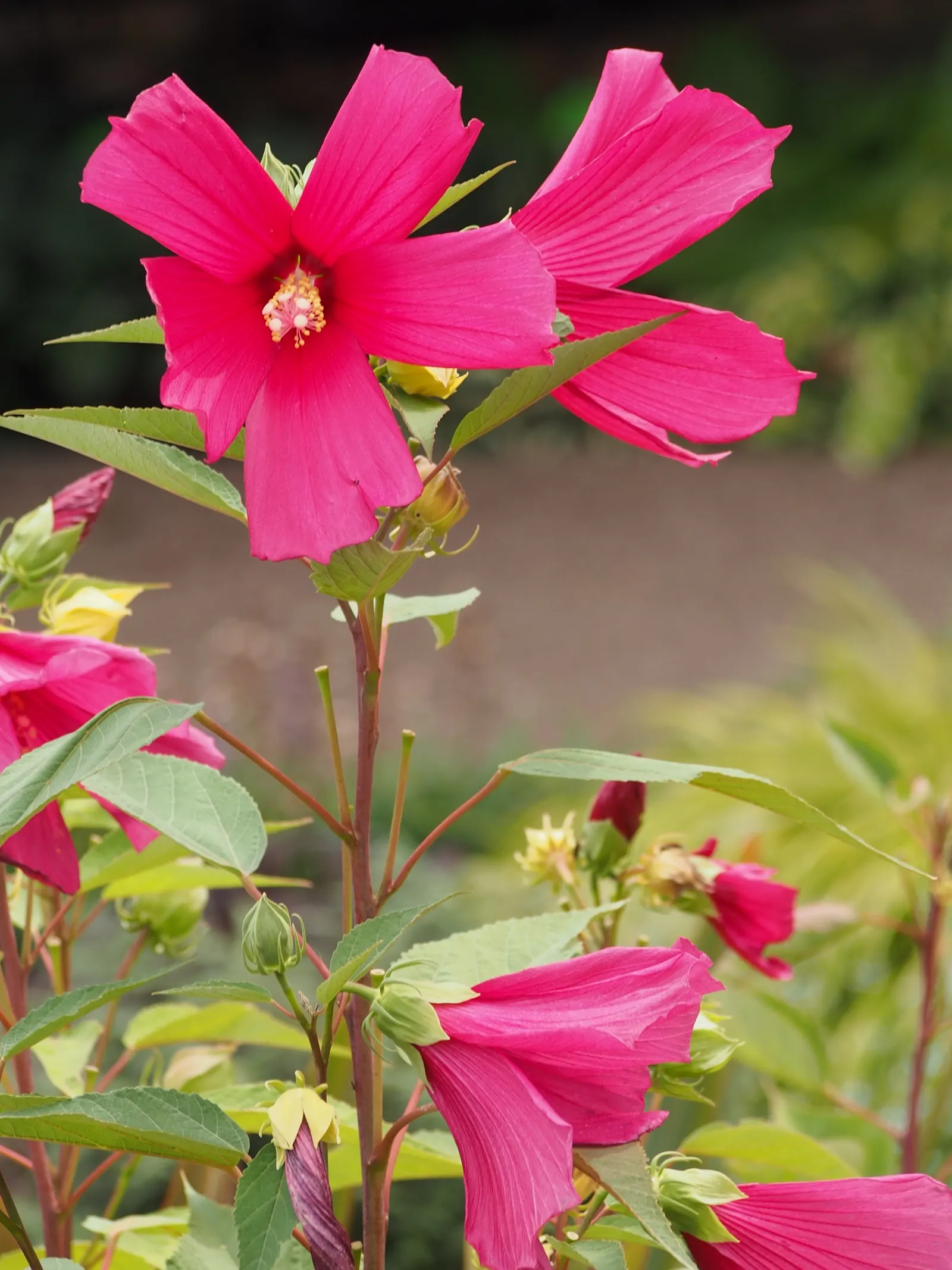 Swamp Rose Mallow (Hibiscus Moscheutos) — vibrant blooms and impressive stature