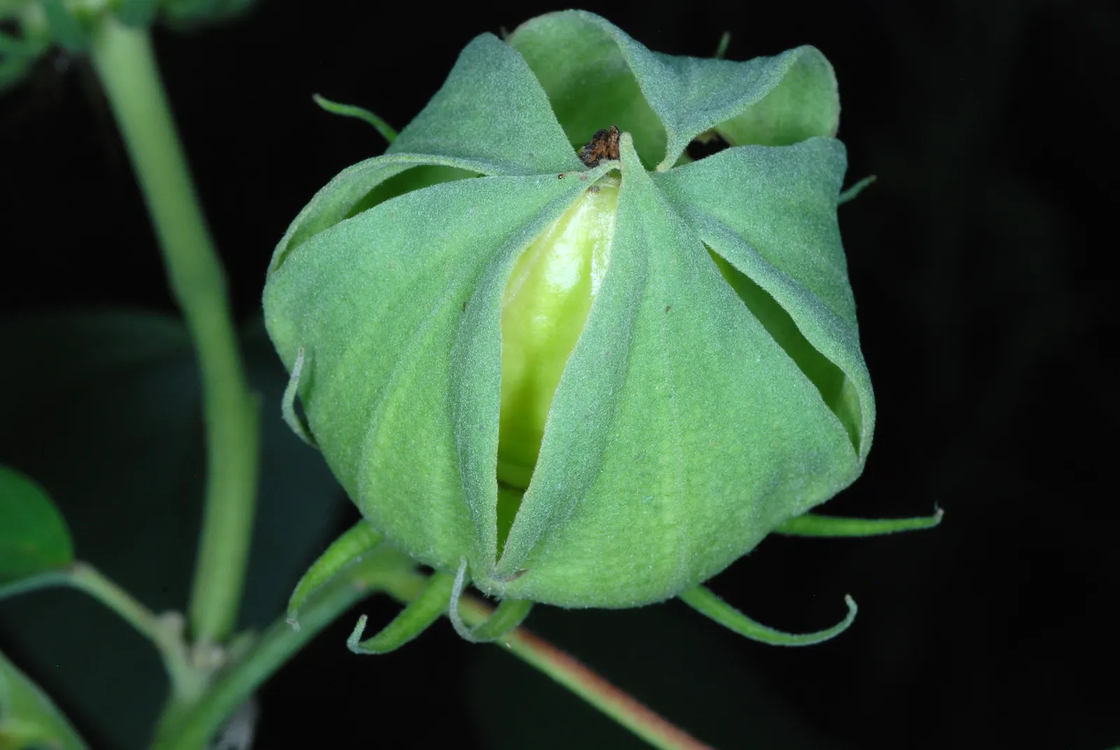 Swamp Rose Mallow (Hibiscus Moscheutos) — The Swamp Rose Mallow (Hibiscus moscheutos) is a striking perennial