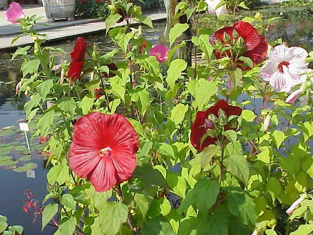 Swamp Rose Mallow (Hibiscus Moscheutos) — Preferring wet environments; with a height of 4-7 feet and a spread of 2-4 feet, image 83