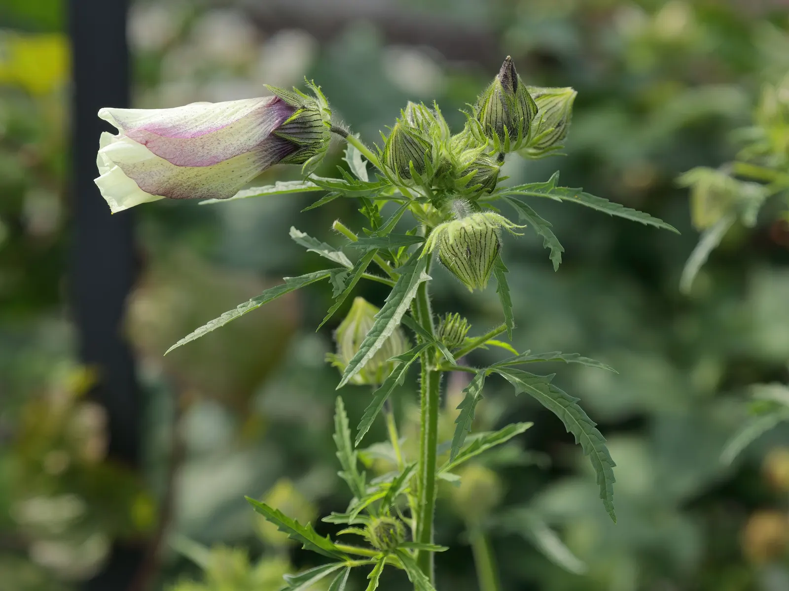 Swamp Rose Mallow (Hibiscus Moscheutos) — <br><br>Typically reaching heights of 3 to 7 feet and spreading 2 to 4 feet wide