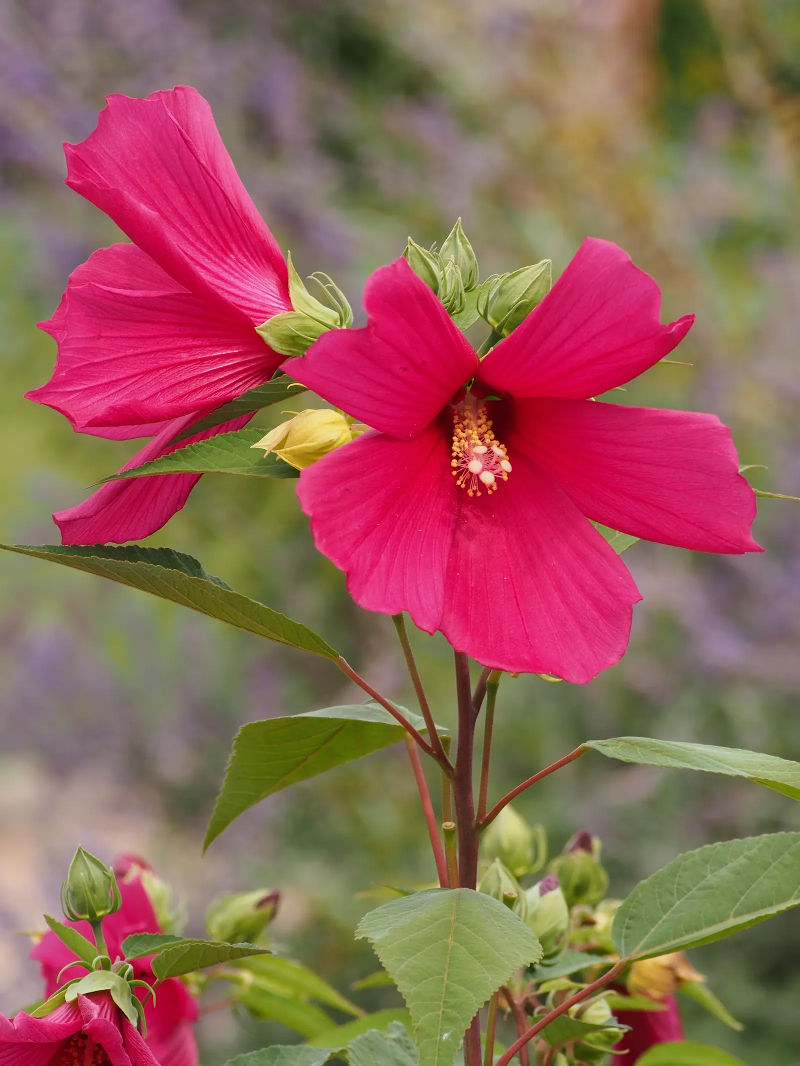 Swamp Rose Mallow (Hibiscus Moscheutos) — vibrant blooms and impressive stature; including butterflies and hummingbirds, image 82