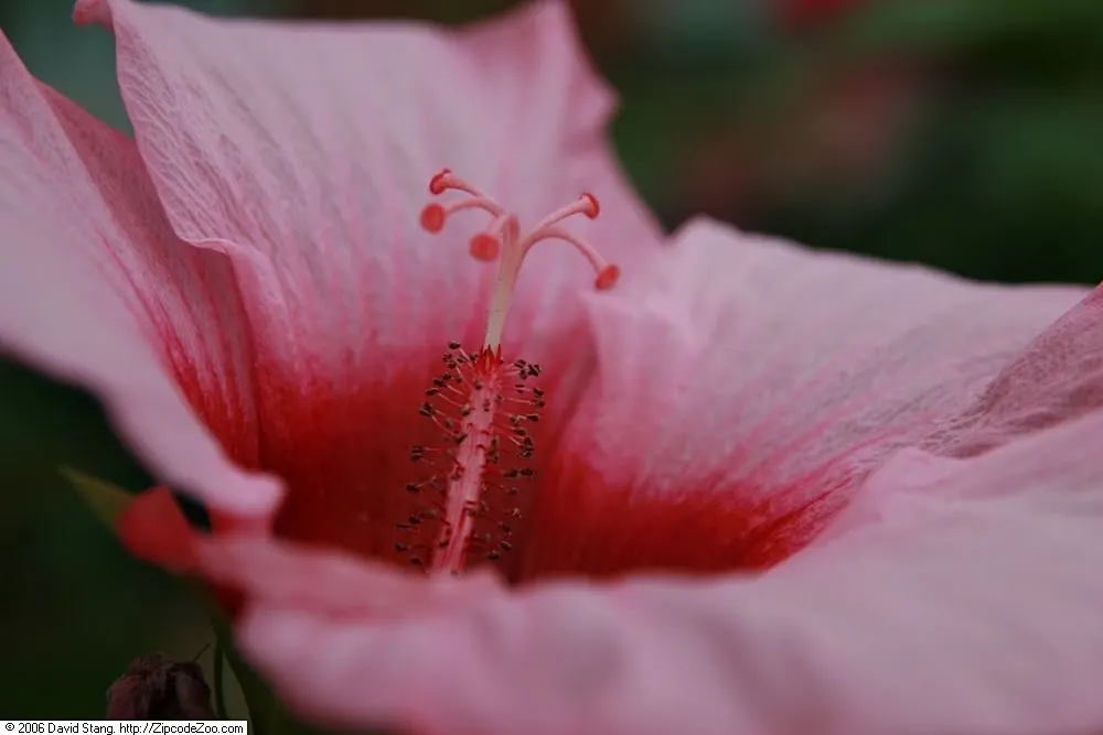 Swamp Rose Mallow (Hibiscus Moscheutos) — scientifically termed Hibiscus moscheutos; the Swamp Rose Mallow creates a commanding presence, image 81