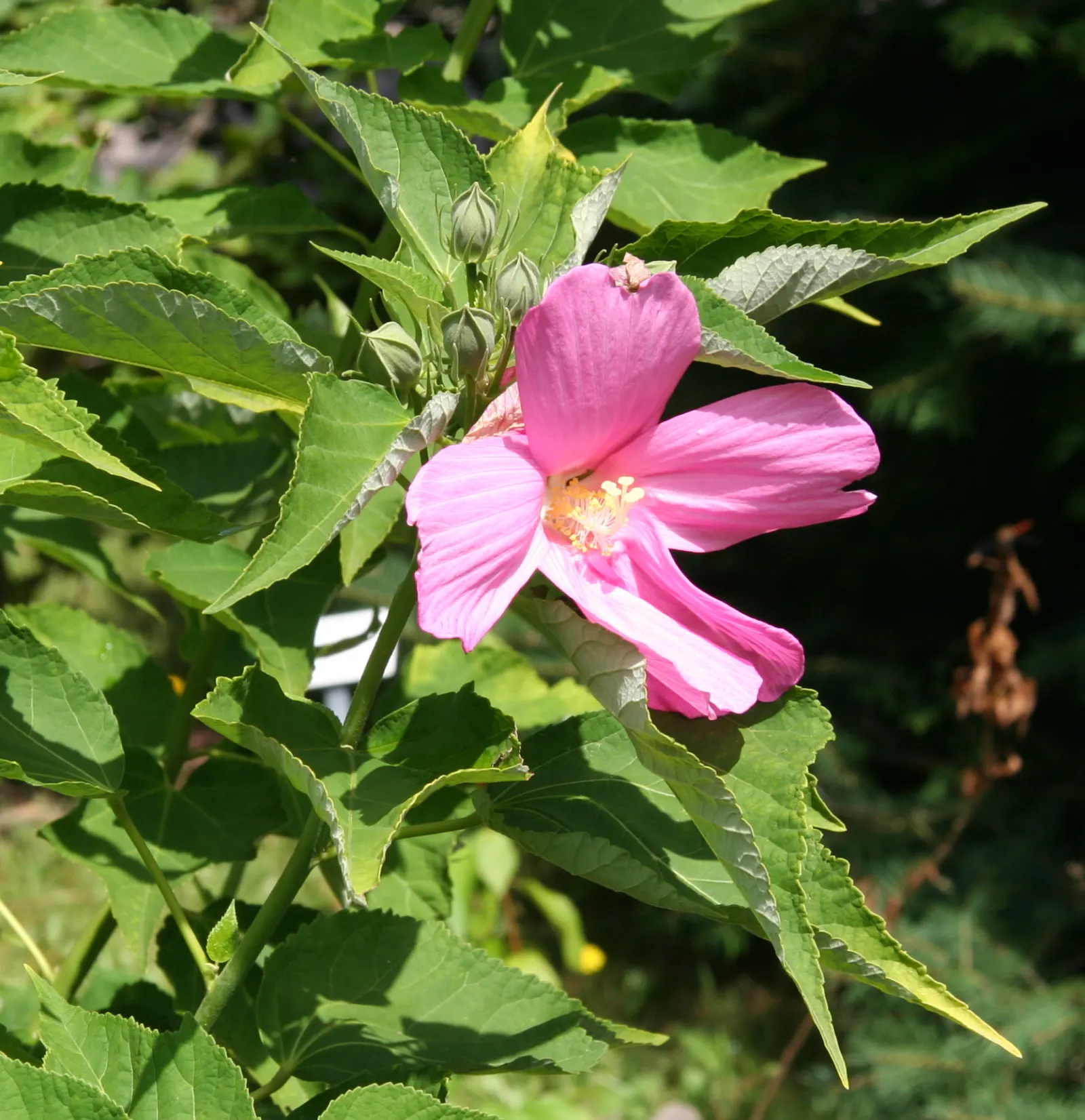 Swamp Rose Mallow (Hibiscus Moscheutos) — along with regular watering to maintain damp soil conditions