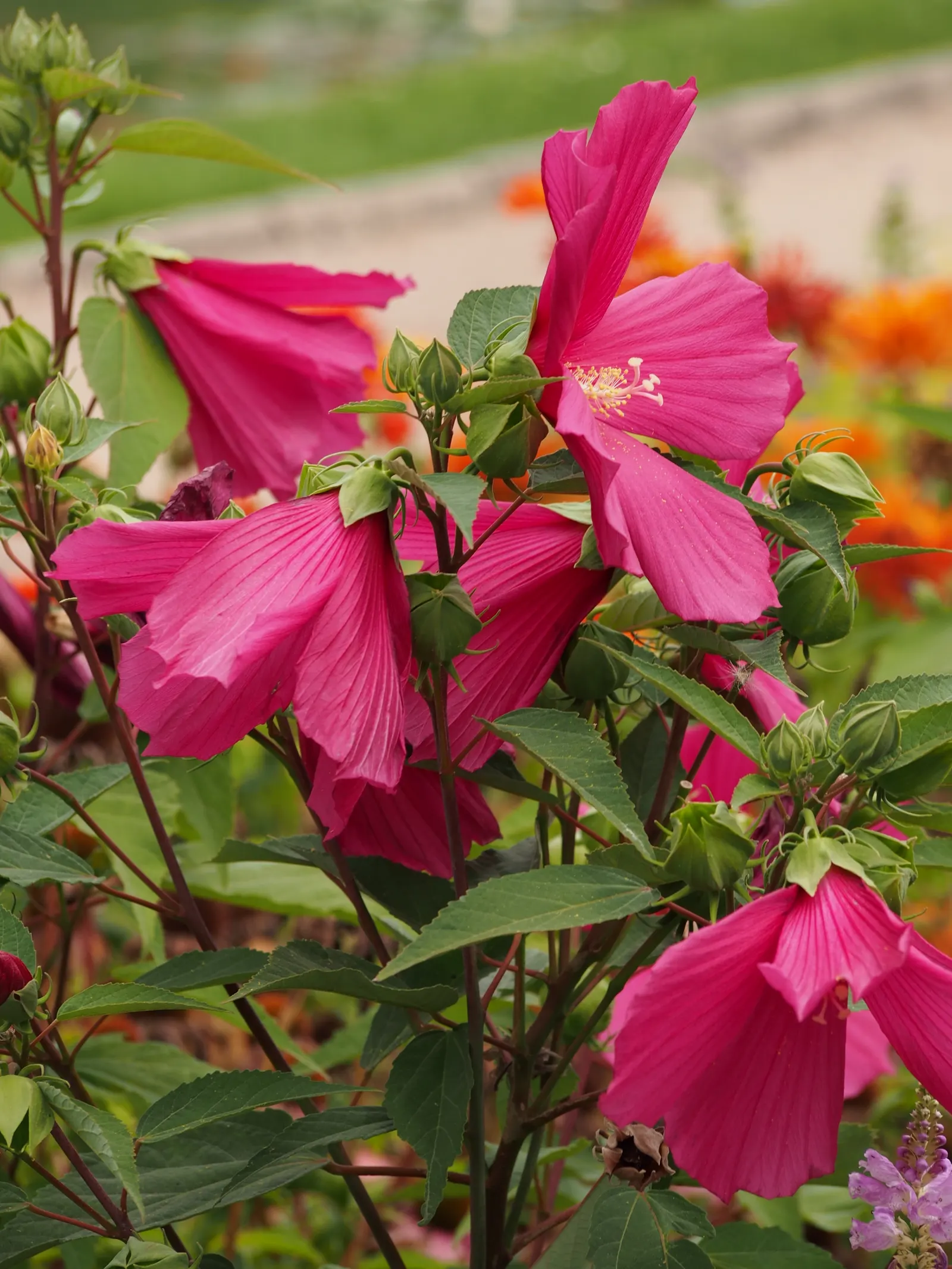 Swamp Rose Mallow (Hibiscus Moscheutos) — perennial with red and white and yellow blooms; its 6 to 8-inch disk-shaped flowers, image 99