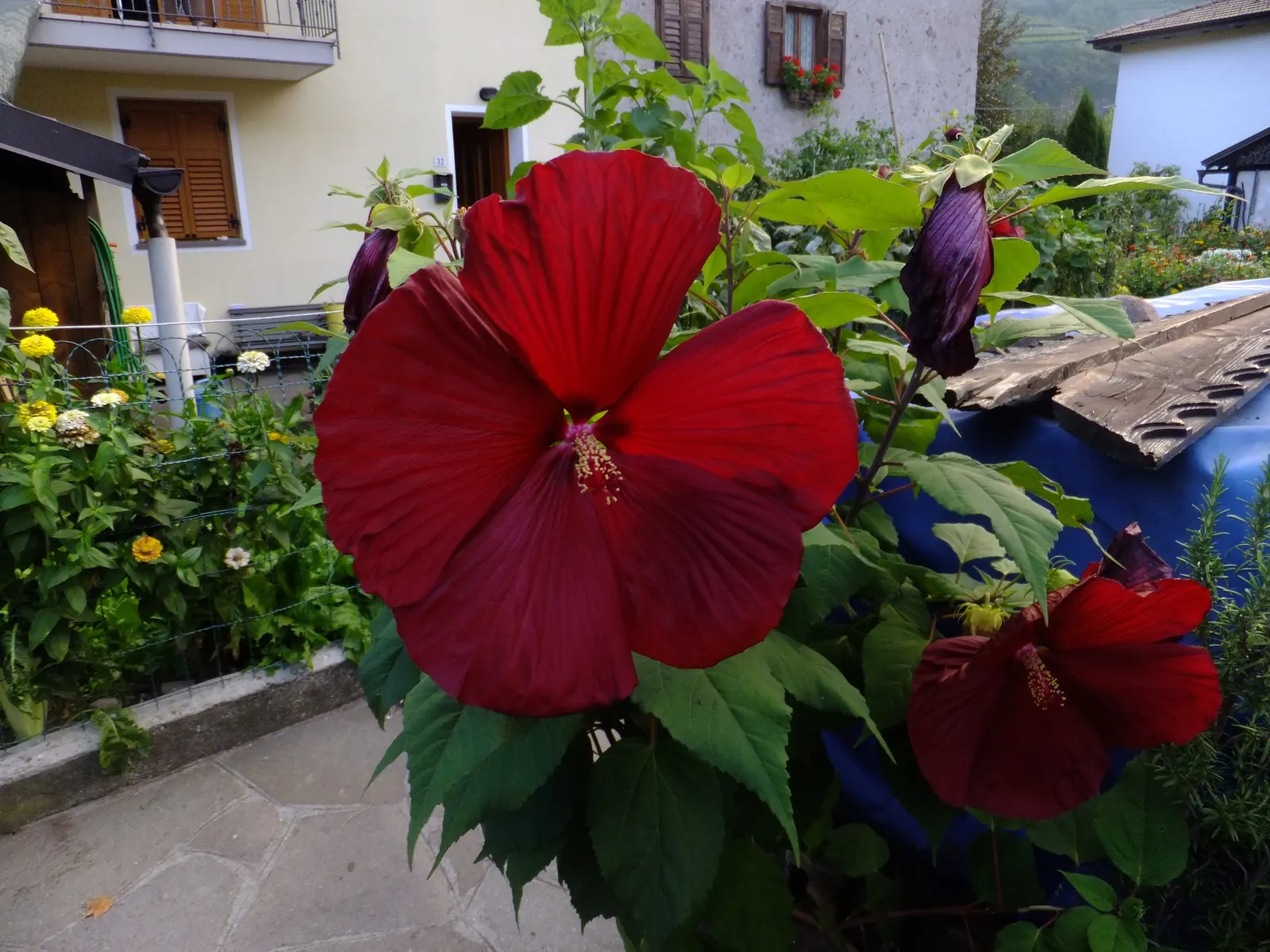 Swamp Rose Mallow (Hibiscus Moscheutos) — this native beauty thrives in full sun to partial shade and prefers moist; perennial for full, image 54