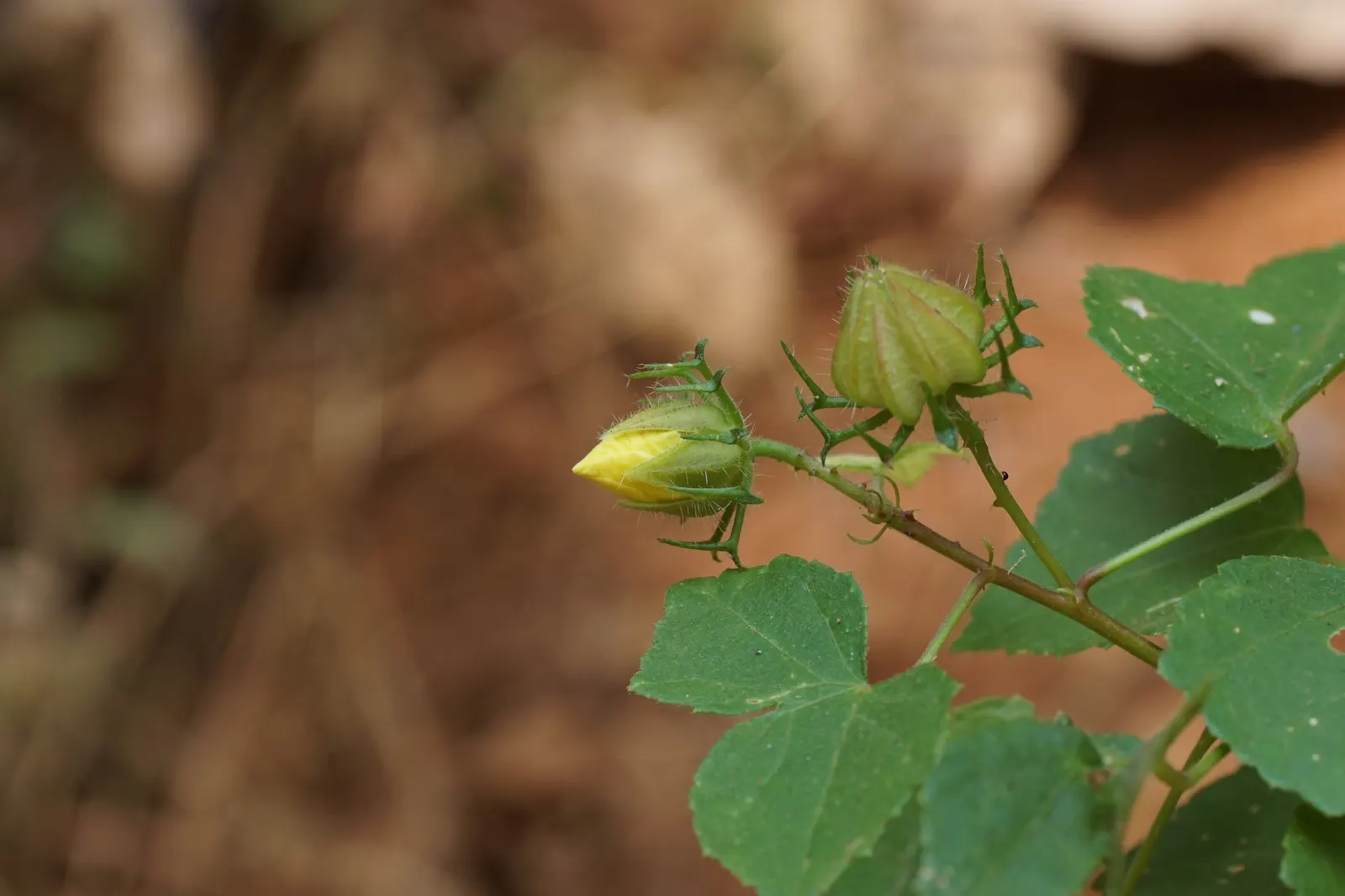 Swamp Rose Mallow (Hibiscus Moscheutos) — including butterflies and hummingbirds; along with regular watering to maintain damp soil conditions