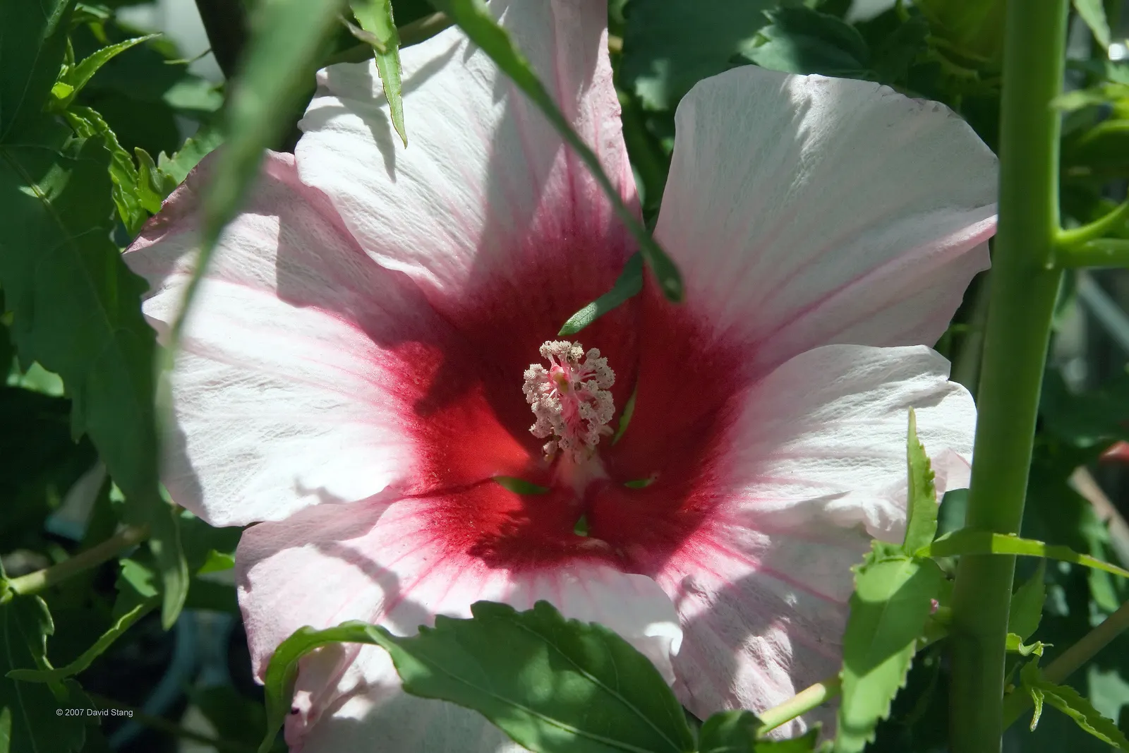 Swamp Rose Mallow (Hibiscus Moscheutos) — bloom from mid-summer to early fall; red and white and yellow flowers in the garden, image 93