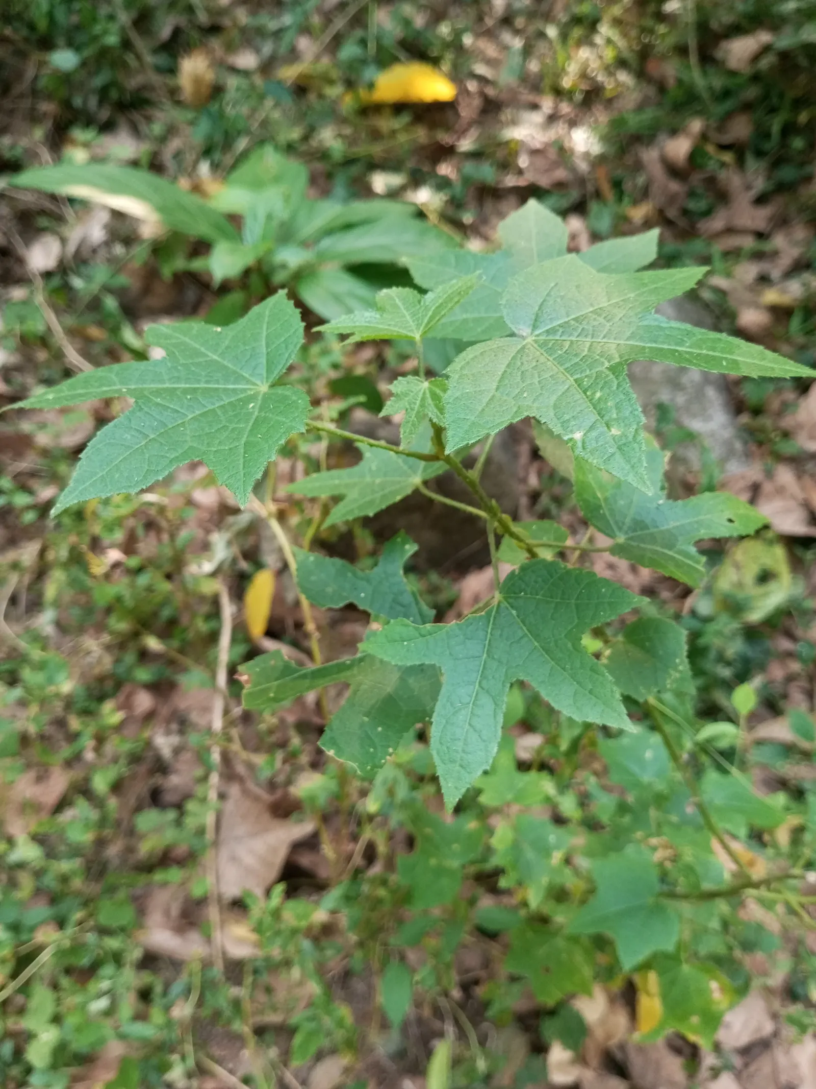 Swamp Rose Mallow (Hibiscus Moscheutos) — showy blooms up to 7 inches across; it thrives in full sun to partial shade and is tolerant of a wide pH, image 52