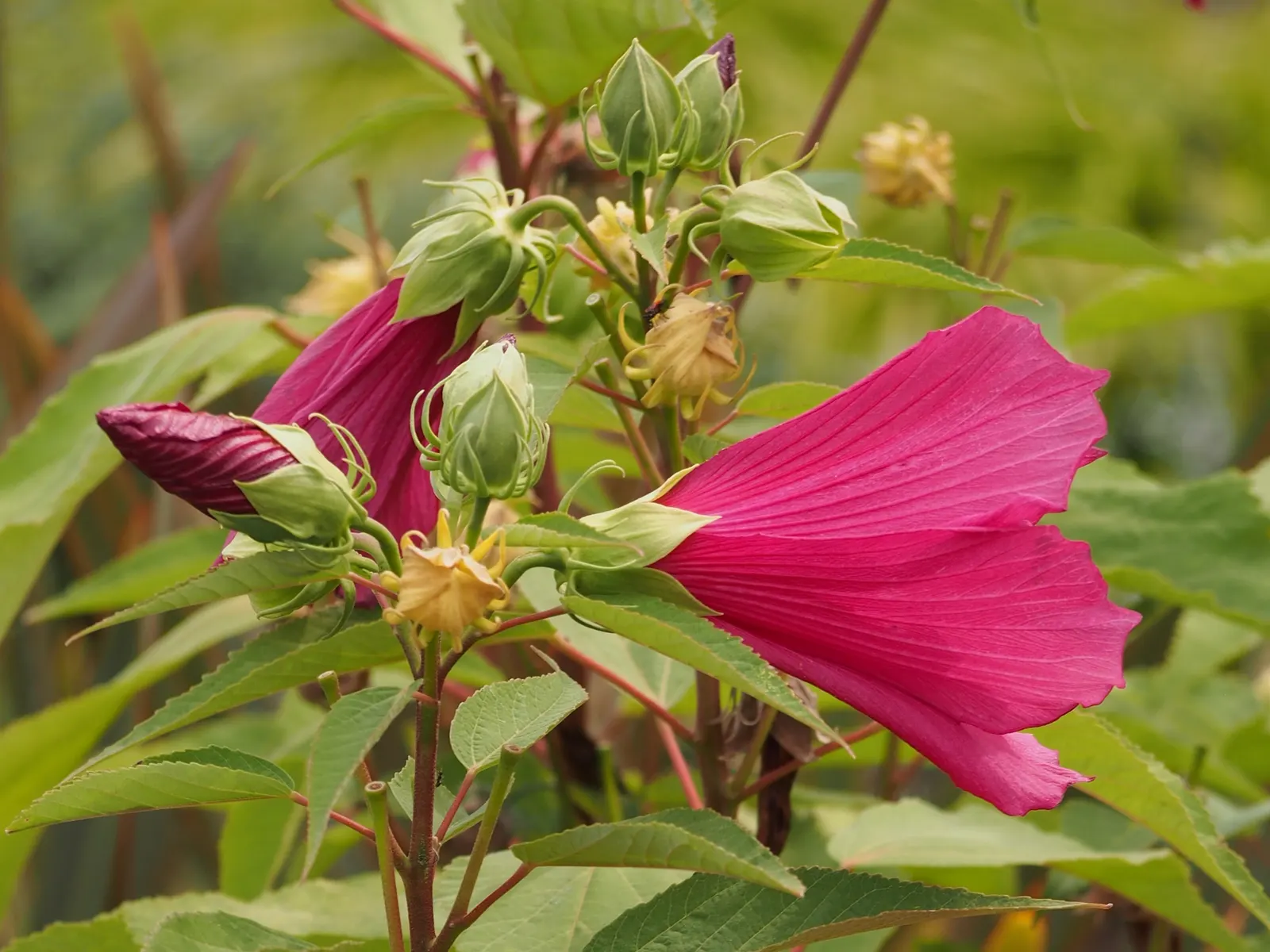Swamp Rose Mallow (Hibiscus Moscheutos) — perennial for full; enhancing the ecological vibrancy of the garden, image 75