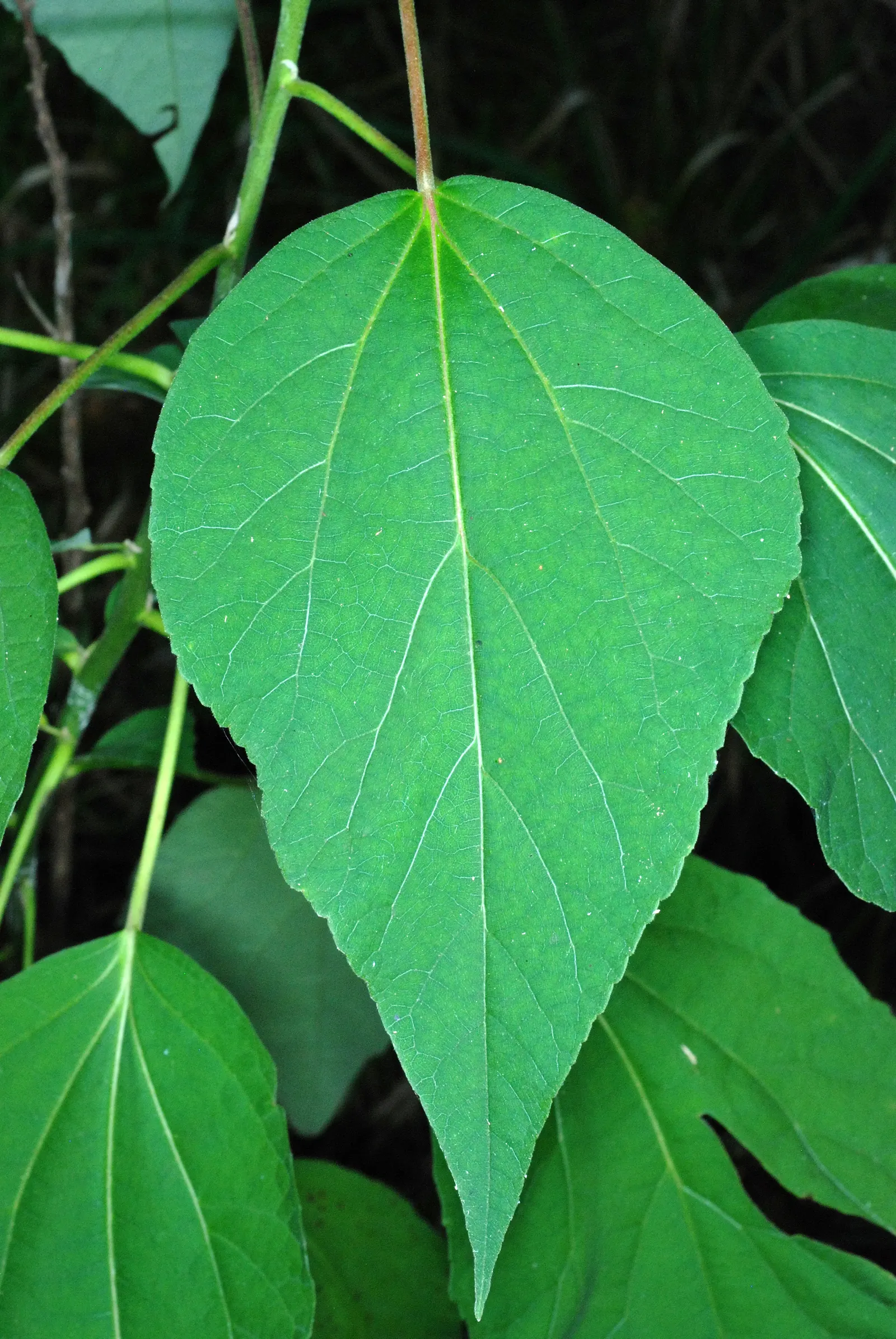 Swamp Rose Mallow (Hibiscus Moscheutos) — <br><br>Typically reaching heights of 3 to 7 feet and spreading 2 to 4 feet wide, image 63