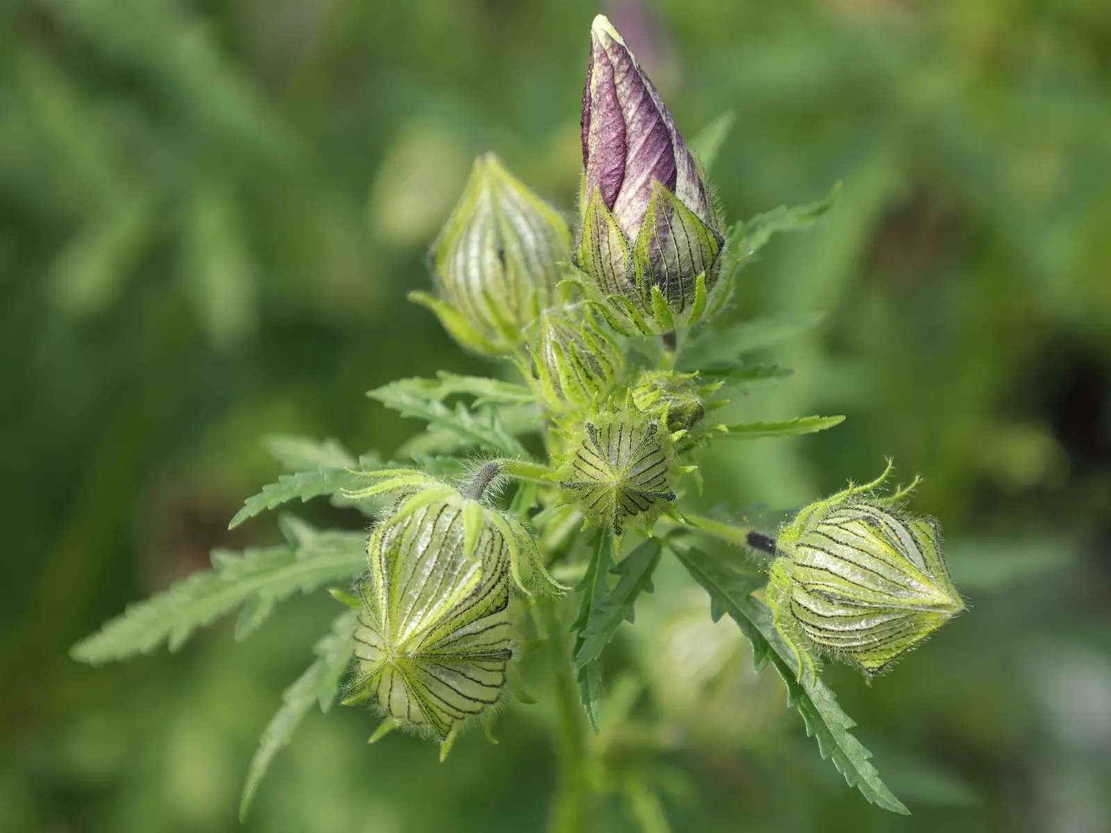 Swamp Rose Mallow (Hibiscus Moscheutos) — this native of North American wetlands is ideal for incorporating into rain gardens; or any moisture-rich soil areas