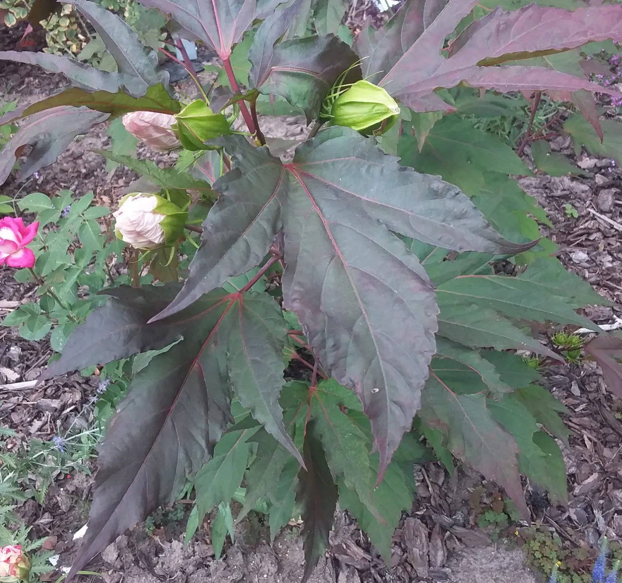 Swamp Rose Mallow (Hibiscus Moscheutos) — It thrives in full sun to partial shade and is tolerant of a wide pH range