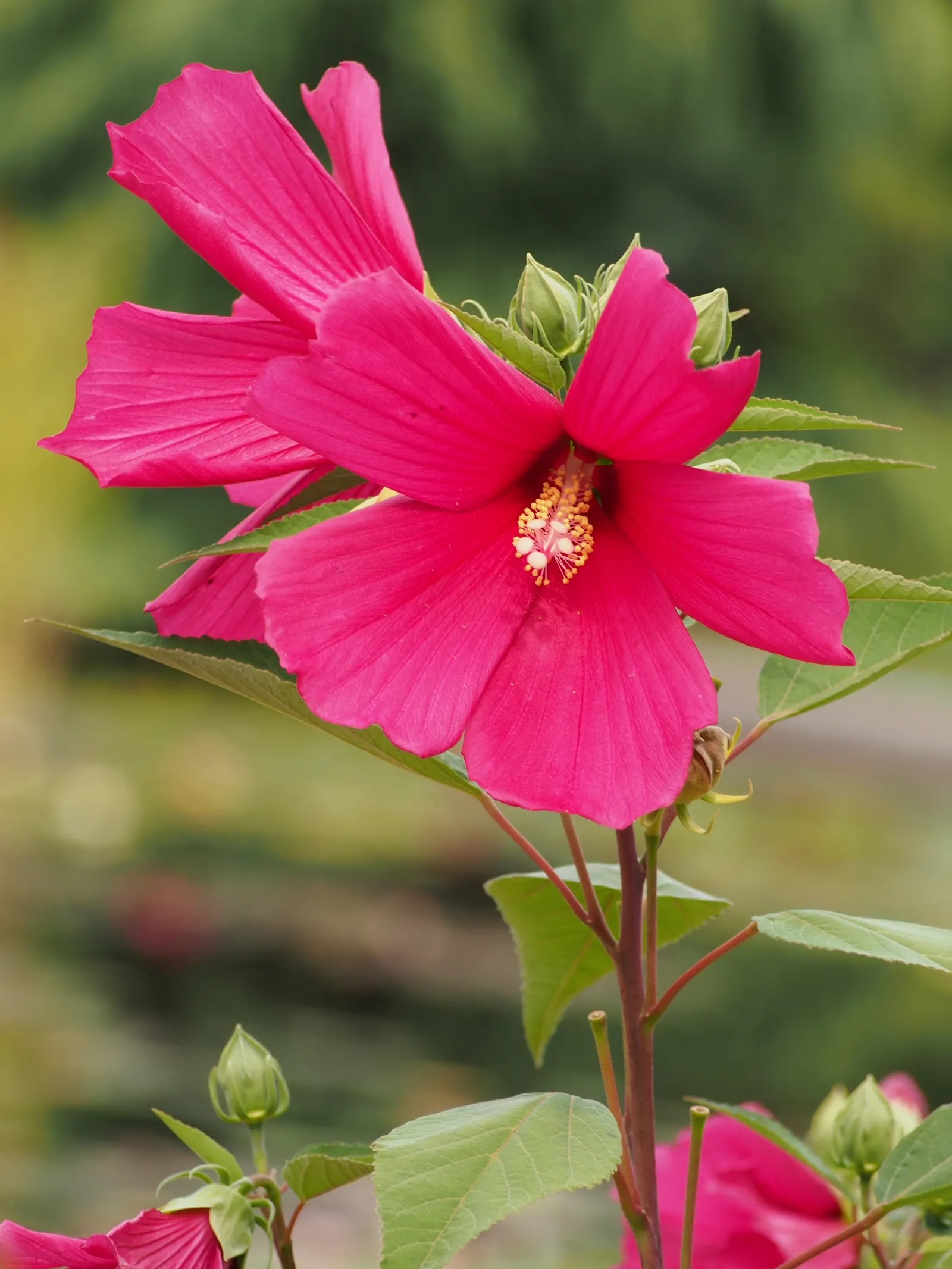 Swamp Rose Mallow (Hibiscus Moscheutos) — perennial with red and white and yellow blooms