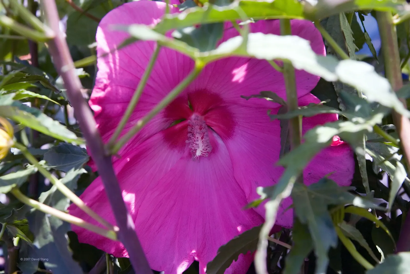 Swamp Rose Mallow (Hibiscus Moscheutos) — With a height of 4-7 feet and a spread of 2-4 feet; bloom from mid-summer to early fall, image 78