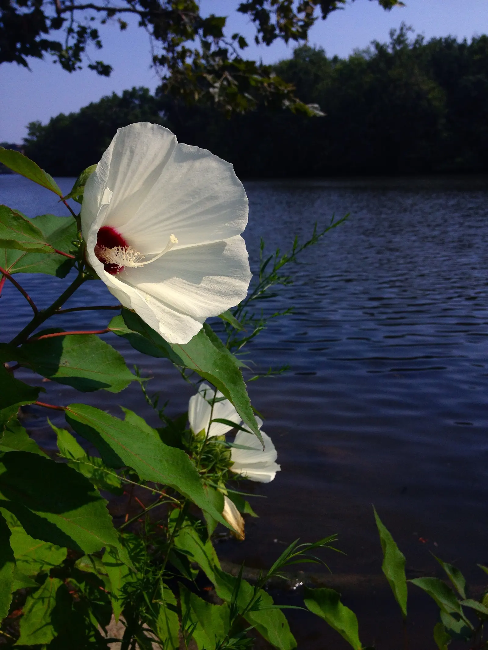 Swamp Rose Mallow (Hibiscus Moscheutos) — the Swamp Rose Mallow creates a commanding presence