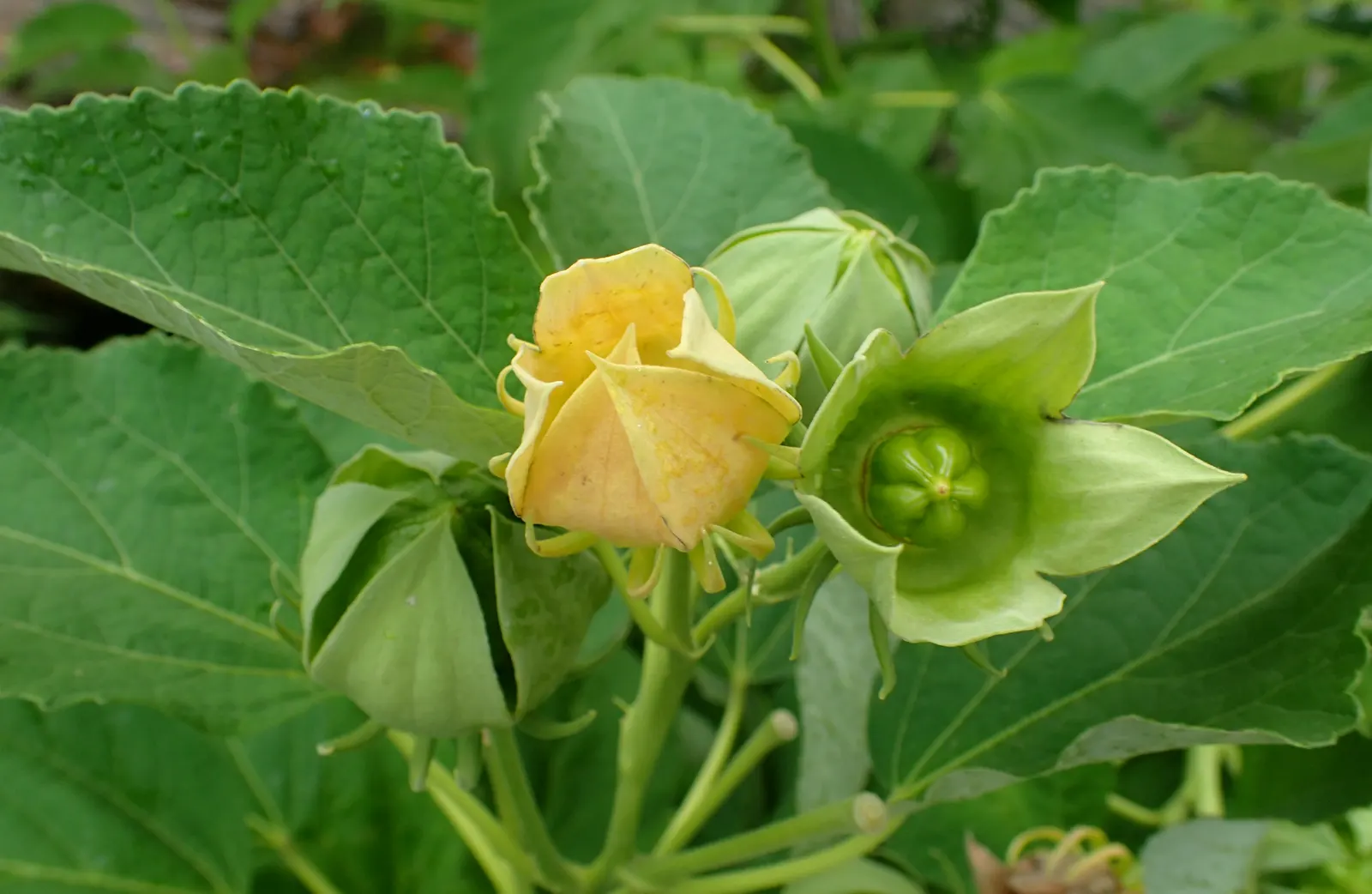 Swamp Rose Mallow (Hibiscus Moscheutos) — along with regular watering to maintain damp soil conditions; hardy in Zones 5-10, it offers summer to, image 94