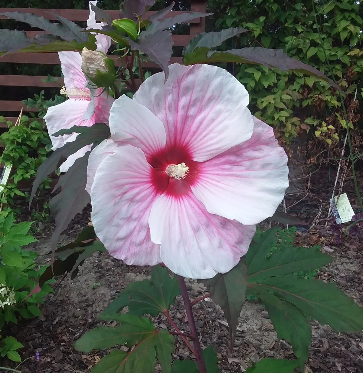 Swamp Rose Mallow (Hibiscus Moscheutos) — this native beauty thrives in full sun to partial shade and prefers moist; perennial for full, image 79