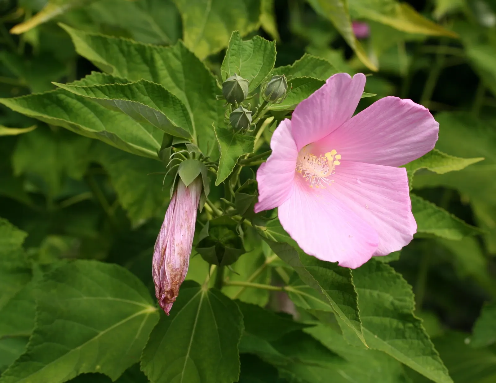 Swamp Rose Mallow (Hibiscus Moscheutos) — enhancing the ecological vibrancy of the garden