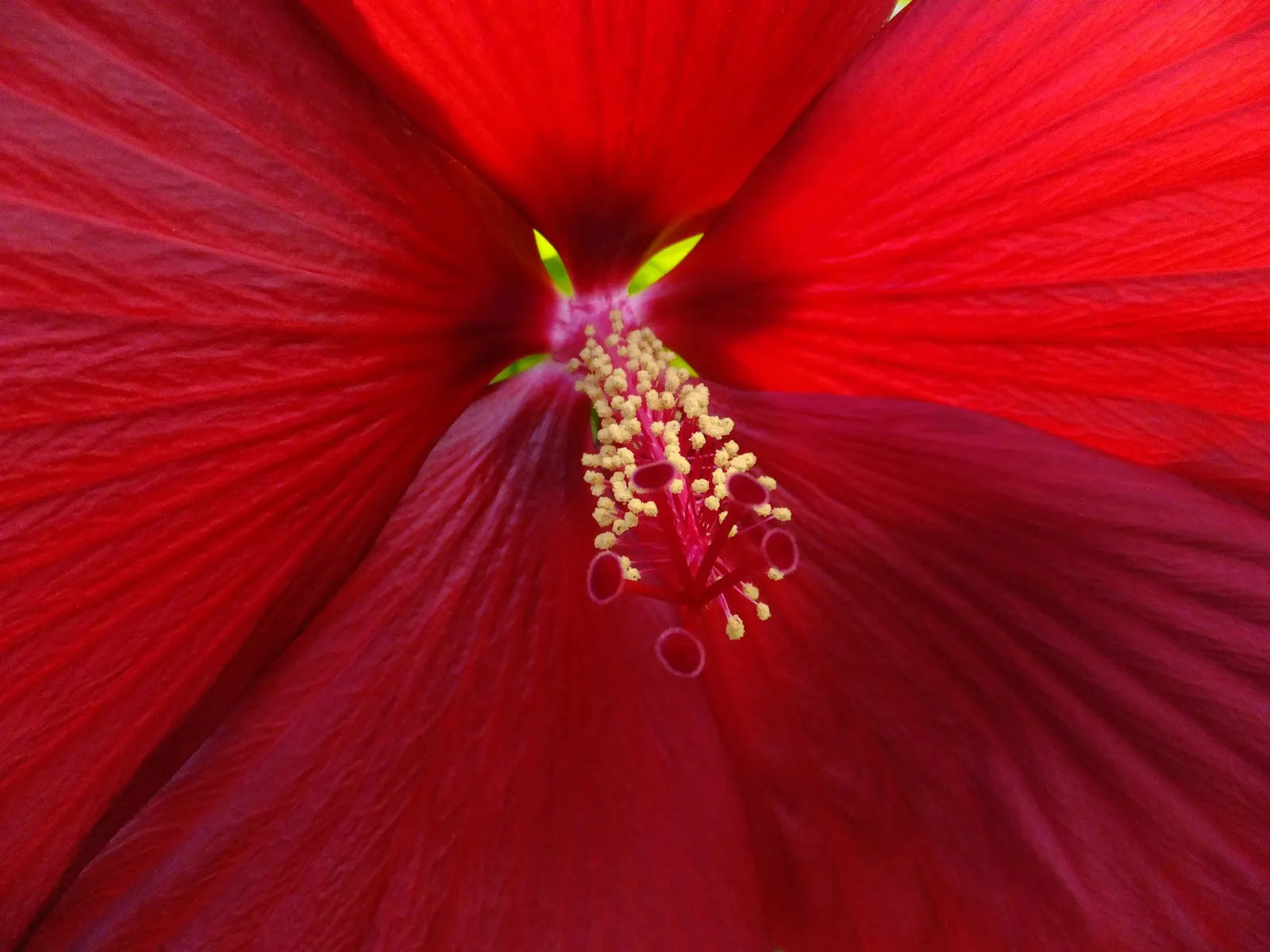 Swamp Rose Mallow (Hibiscus Moscheutos) — along with regular watering to maintain damp soil conditions; hardy in Zones 5-10, it offers summer to early fall