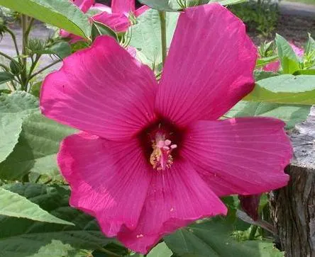 Swamp Rose Mallow (Hibiscus Moscheutos) — Its 6 to 8-inch disk-shaped flowers; showy blooms up to 7 inches across