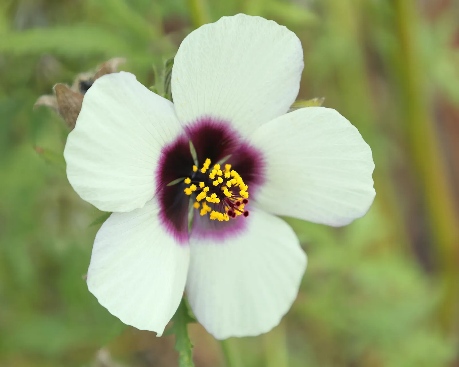 Swamp Rose Mallow (Hibiscus Moscheutos) — vibrant blooms and impressive stature; including butterflies and hummingbirds, image 57
