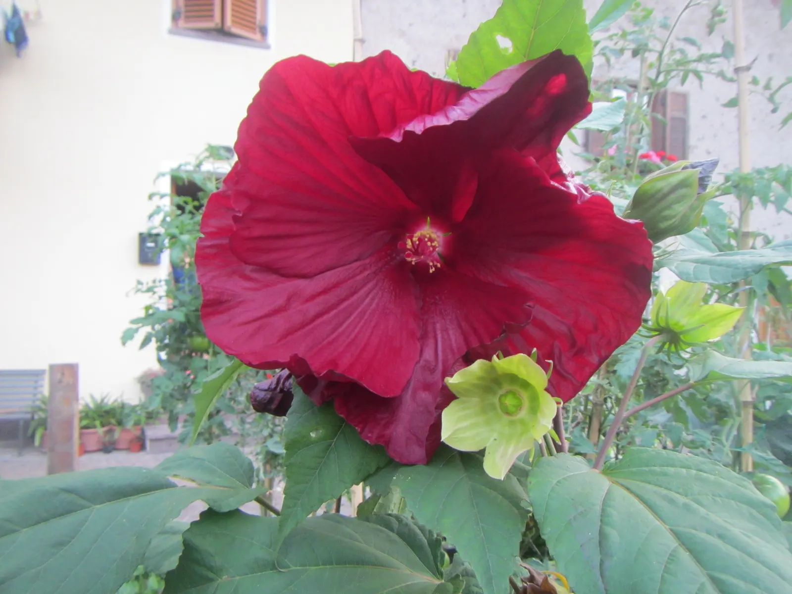 Swamp Rose Mallow (Hibiscus Moscheutos) — red and white and yellow flowers in the garden; preferring wet environments, image 73