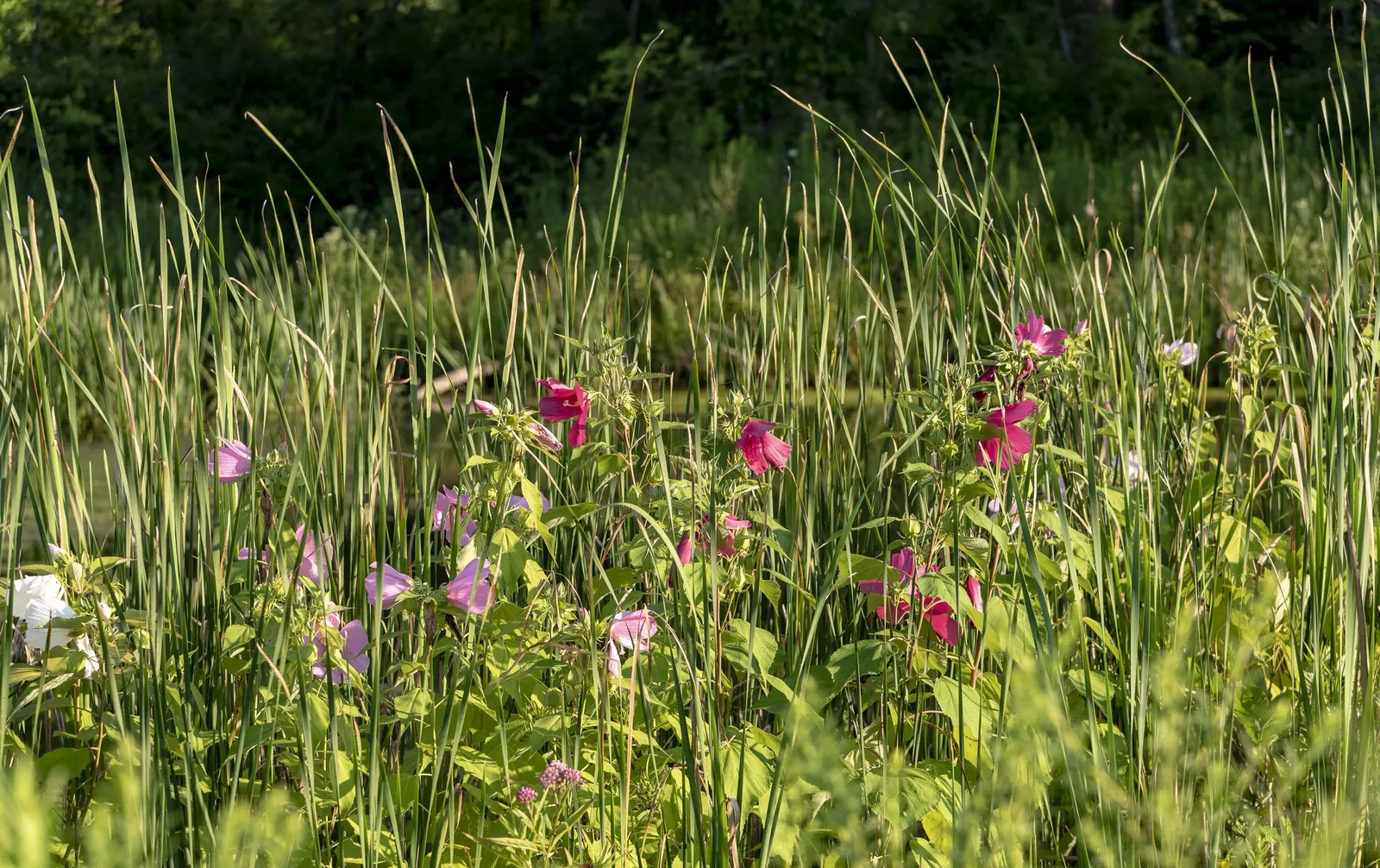 Swamp Rose Mallow (Hibiscus Moscheutos) — enhancing the ecological vibrancy of the garden; the Swamp Rose Mallow (Hibiscus moscheutos) is a striking perennial