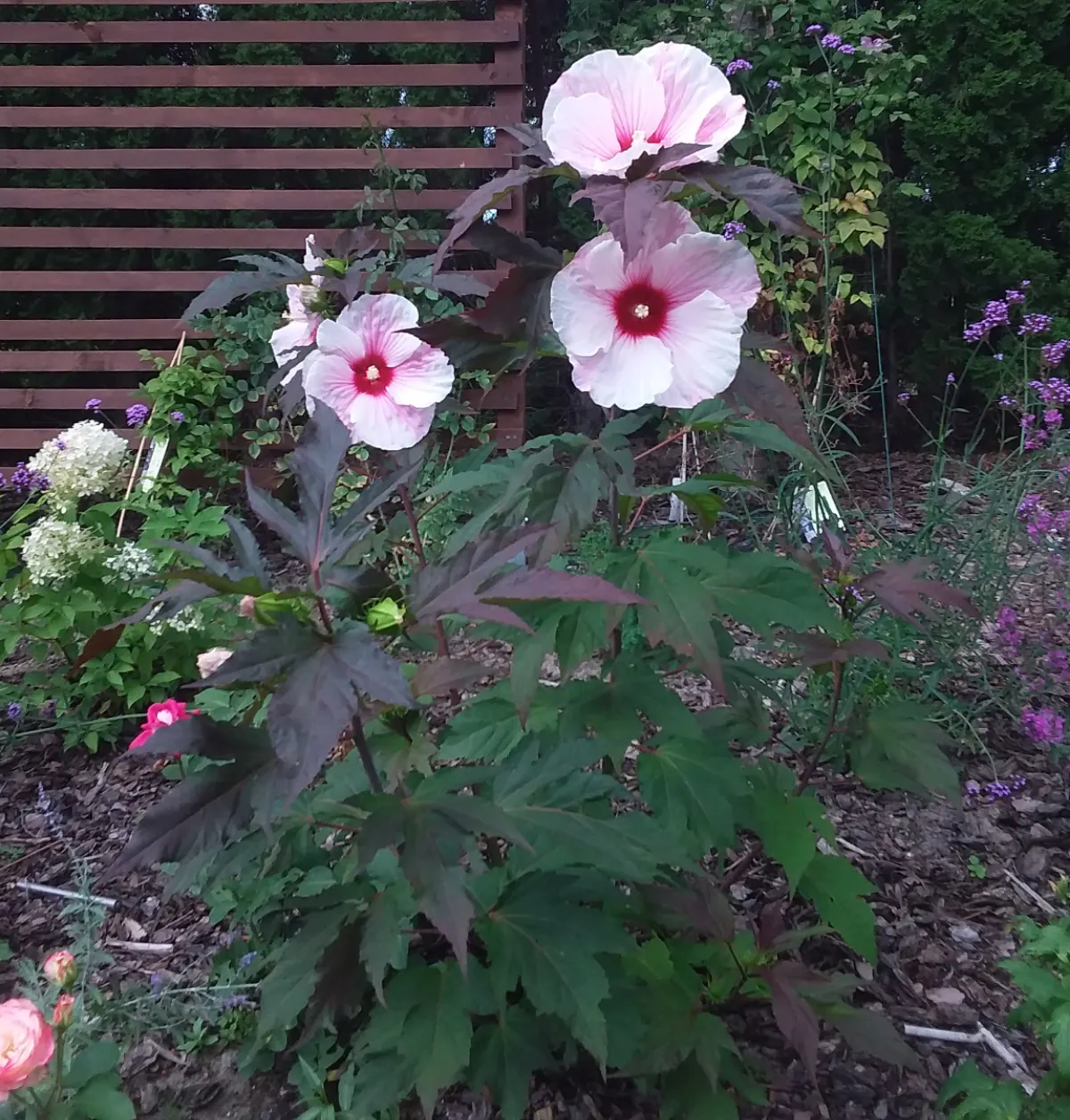 Swamp Rose Mallow (Hibiscus Moscheutos) — scientifically termed Hibiscus moscheutos; the Swamp Rose Mallow creates a commanding presence, image 56