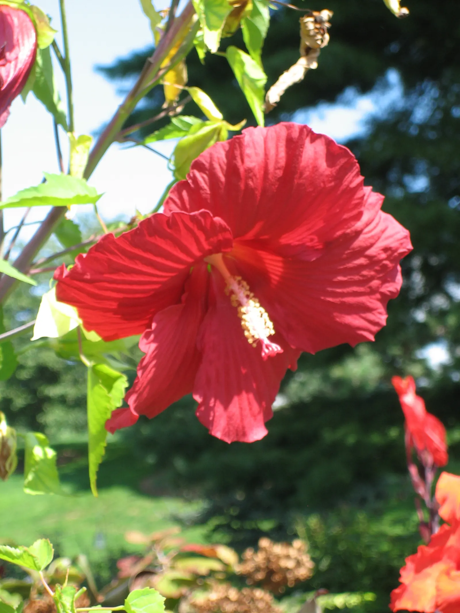 Swamp Rose Mallow (Hibiscus Moscheutos) — It thrives in full sun to partial shade and is tolerant of a wide pH range; perennial with red and white and yellow
