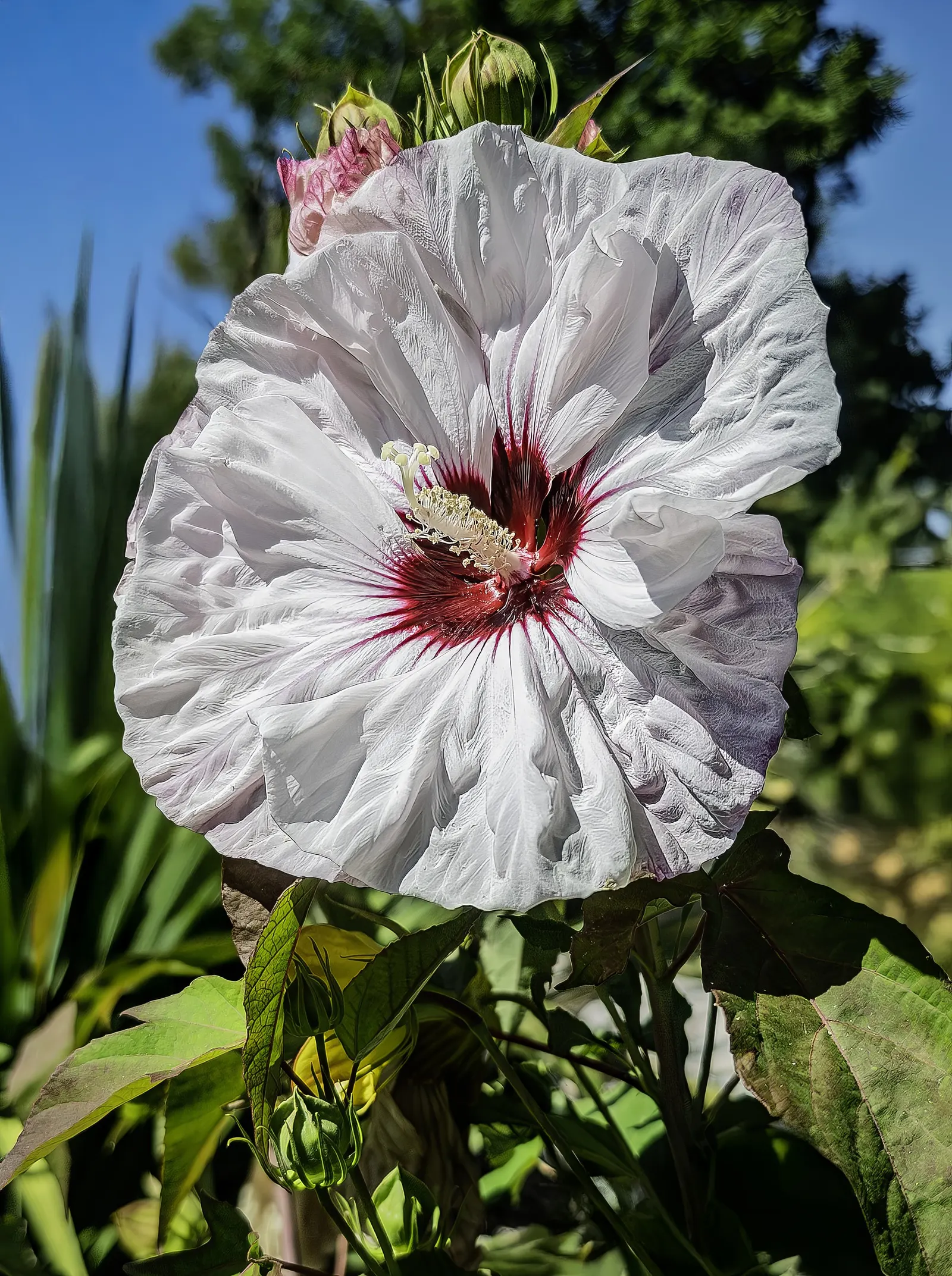 Swamp Rose Mallow (Hibiscus Moscheutos) — Hardy in Zones 5-10, it offers summer to early fall interest and is ideal for wetland areas or rain gardens; vibrant