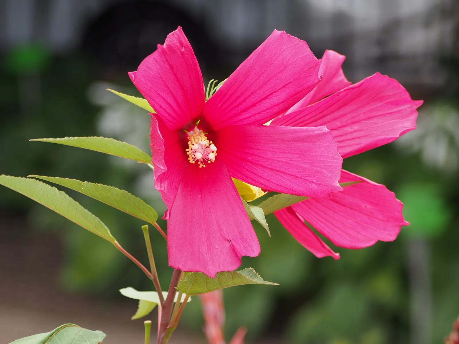 Swamp Rose Mallow (Hibiscus Moscheutos) — which showcase vivid shades of pink
