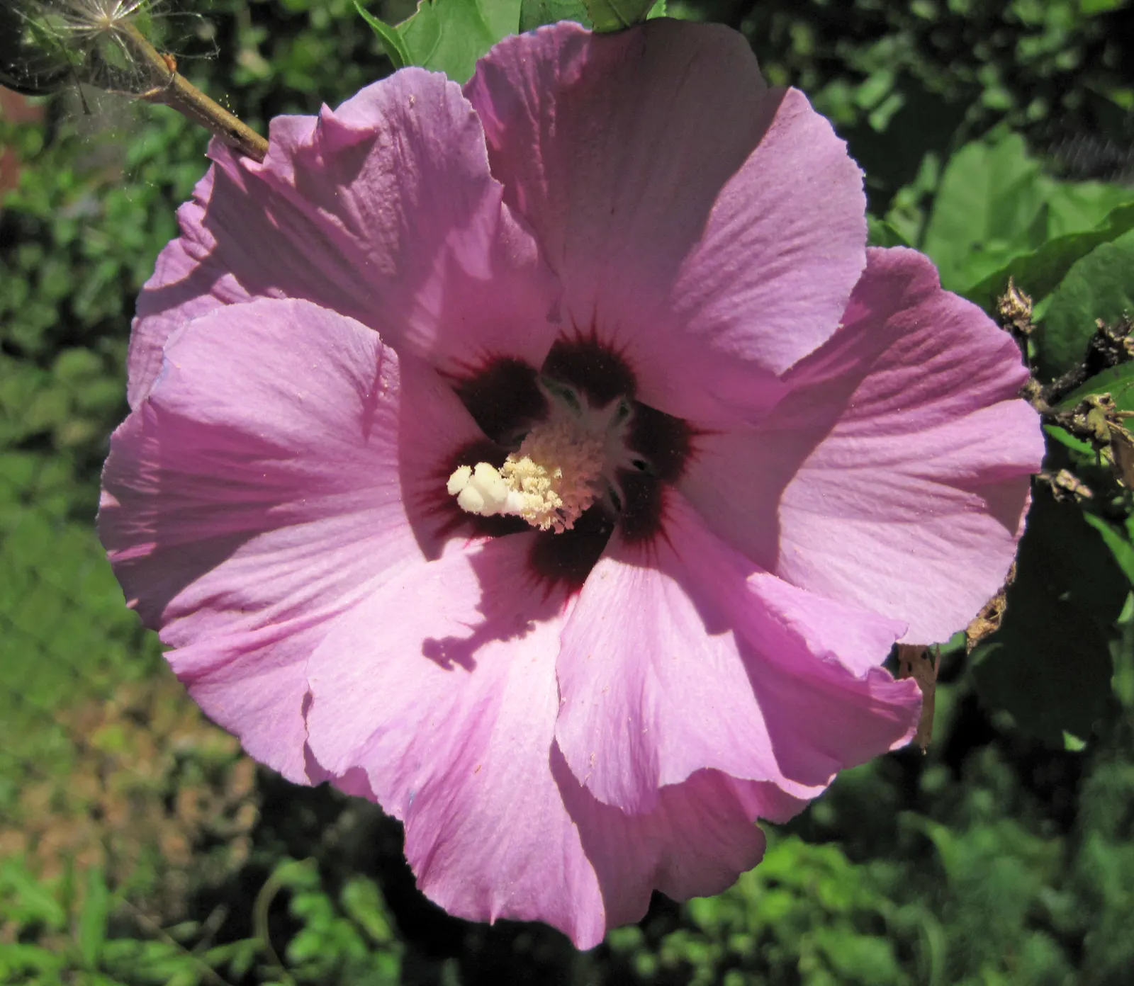 Swamp Rose Mallow (Hibiscus Moscheutos) — <br><br>Typically reaching heights of 3 to 7 feet and spreading 2 to 4 feet wide, image 88