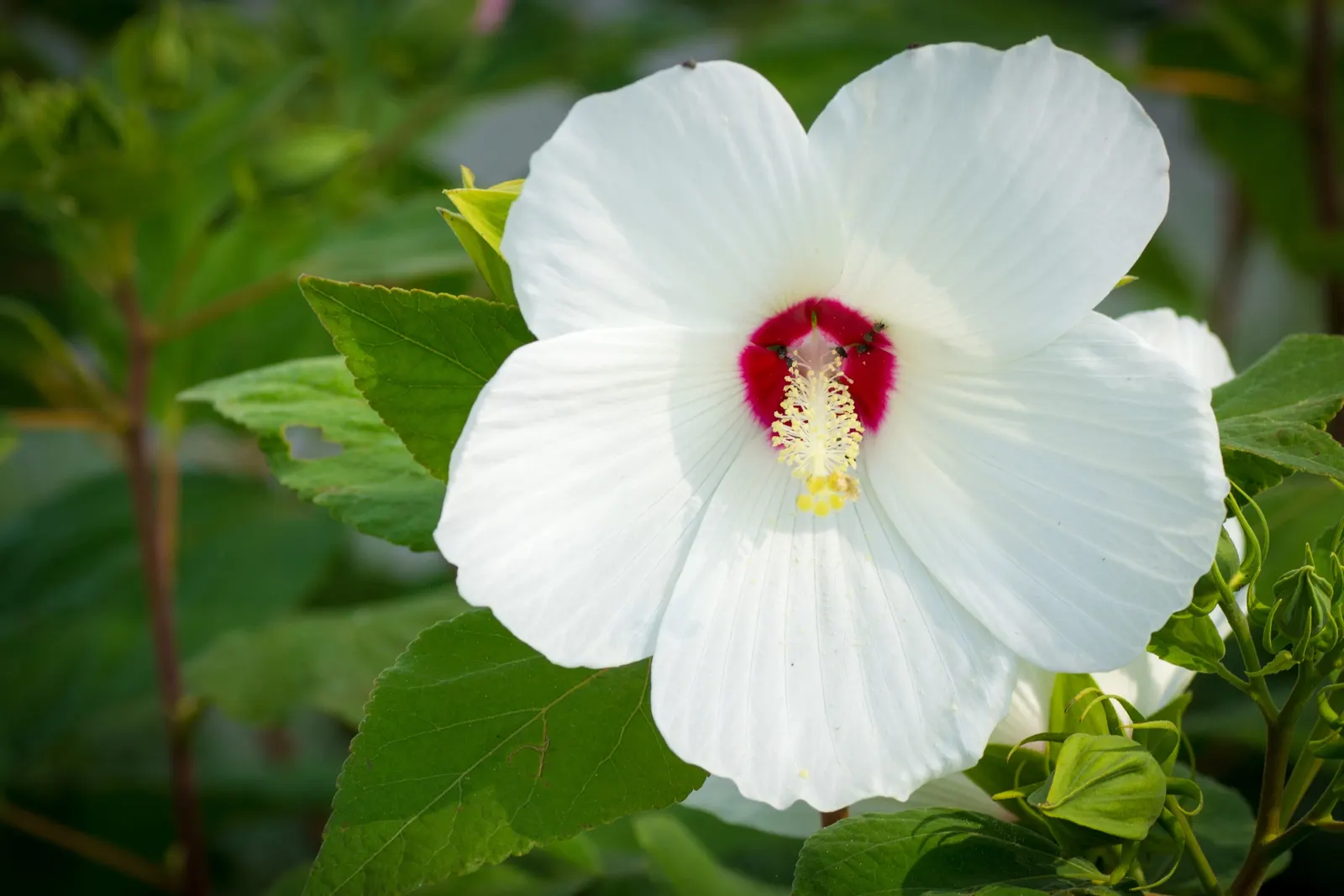 Swamp Rose Mallow (Hibiscus Moscheutos) — including butterflies and hummingbirds; along with regular watering to maintain damp soil conditions, image 96