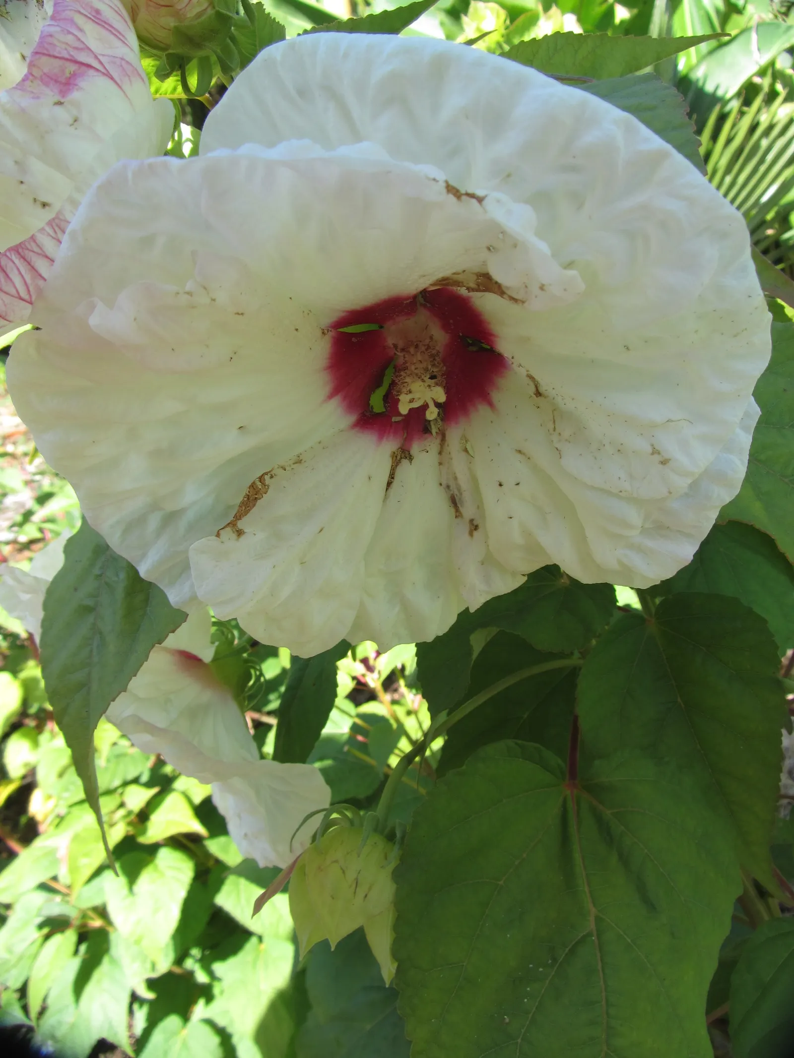 Swamp Rose Mallow (Hibiscus Moscheutos) — or any moisture-rich soil areas in zones 5 to 9; each with a contrasting crimson center, image 60