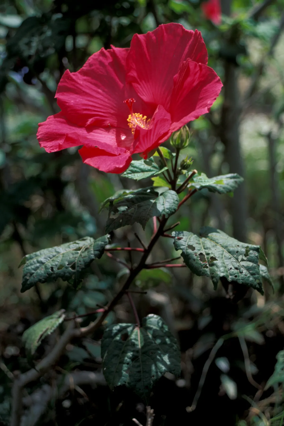Swamp Rose Mallow (Hibiscus Moscheutos) — although it does best in slightly acidic to neutral soils; scientifically termed Hibiscus moscheutos, image 87