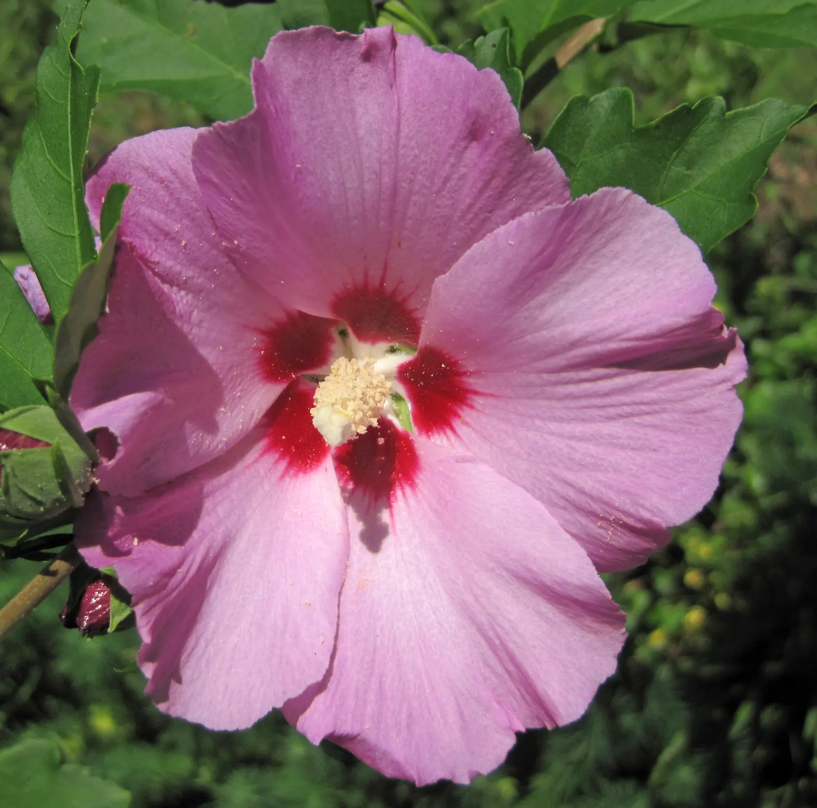 Swamp Rose Mallow (Hibiscus Moscheutos) — The Swamp Rose Mallow (Hibiscus moscheutos) is a striking perennial; this native beauty thrives in full, image 51